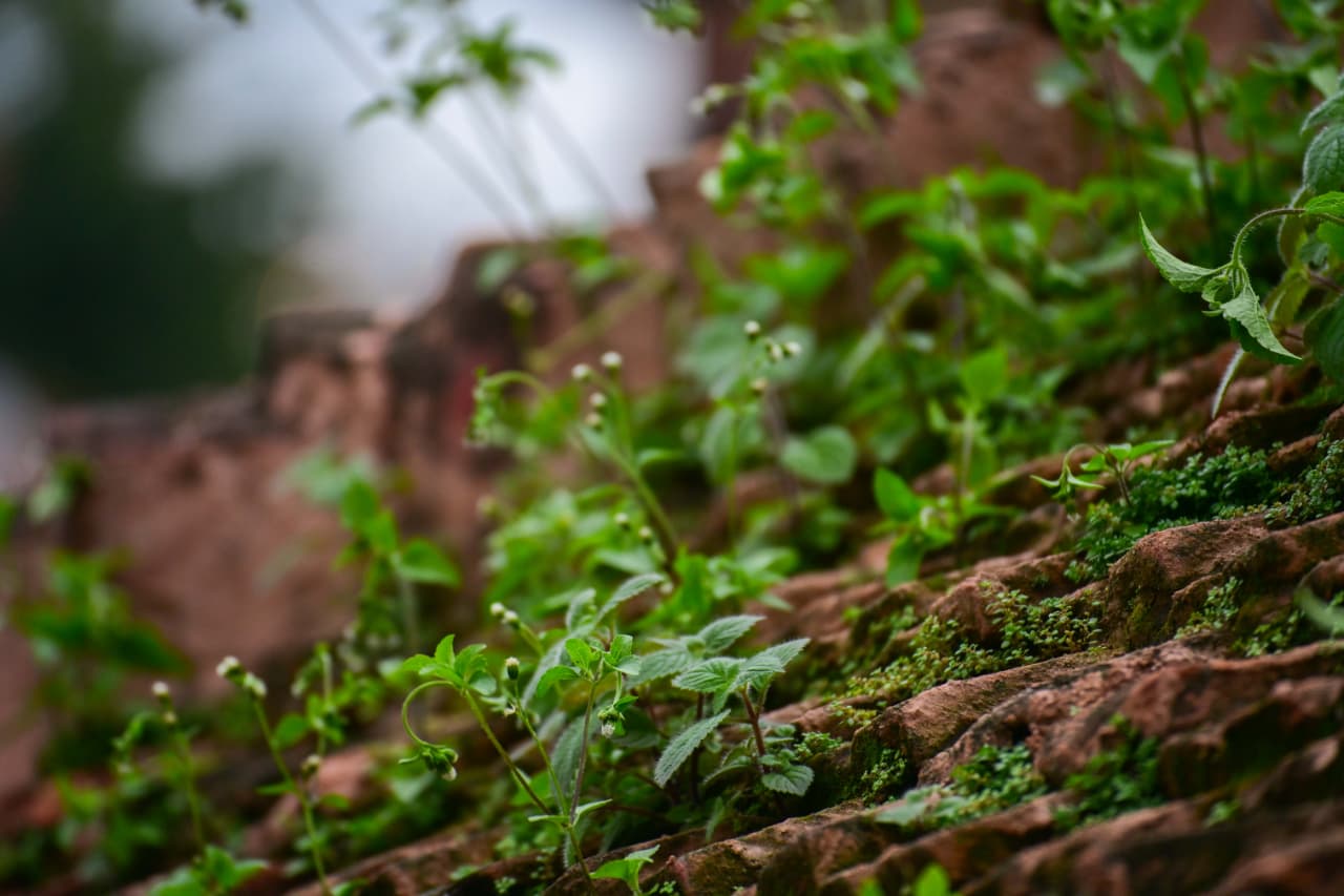 Basantapur-ma-Grass_NPL-(12)-1755484185.jpeg