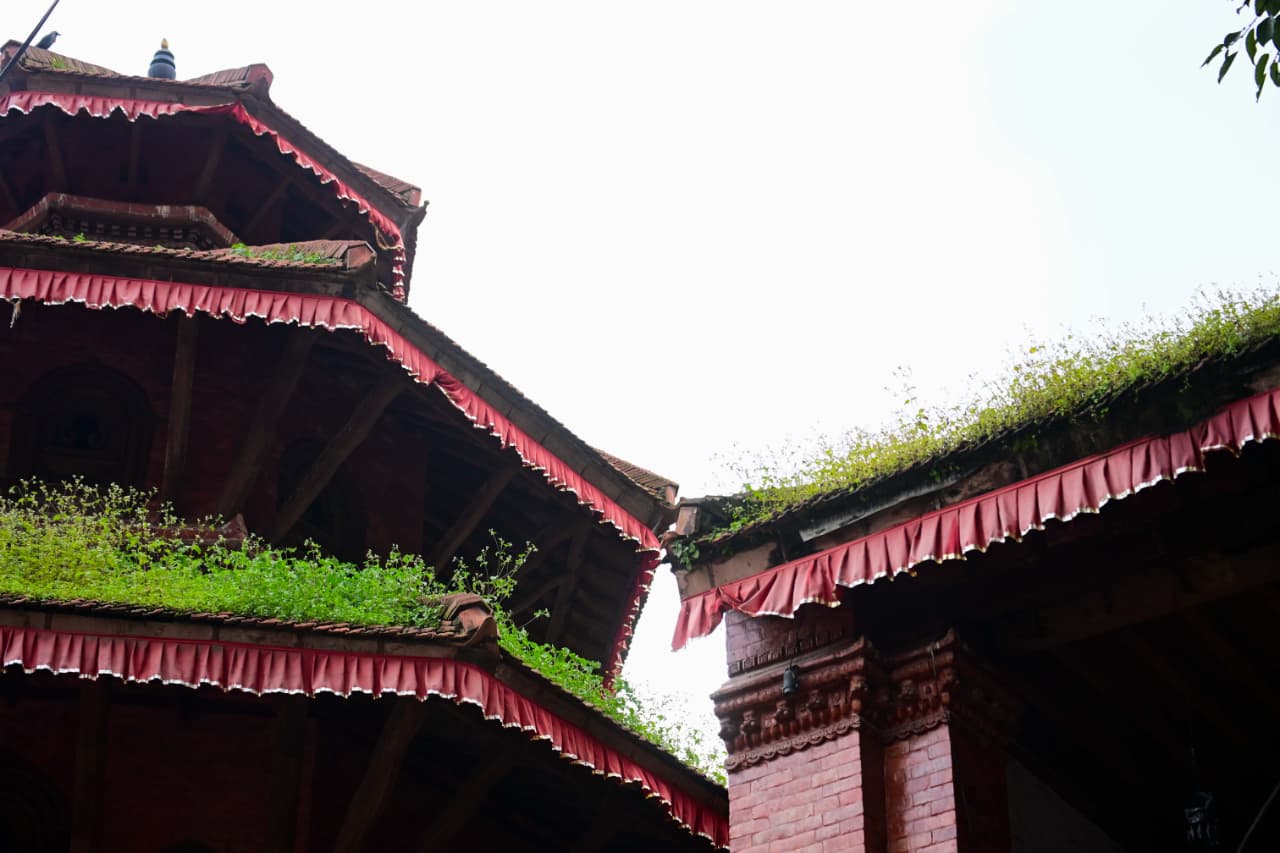 Basantapur-ma-Grass_NPL-(25)-1755484183.jpeg