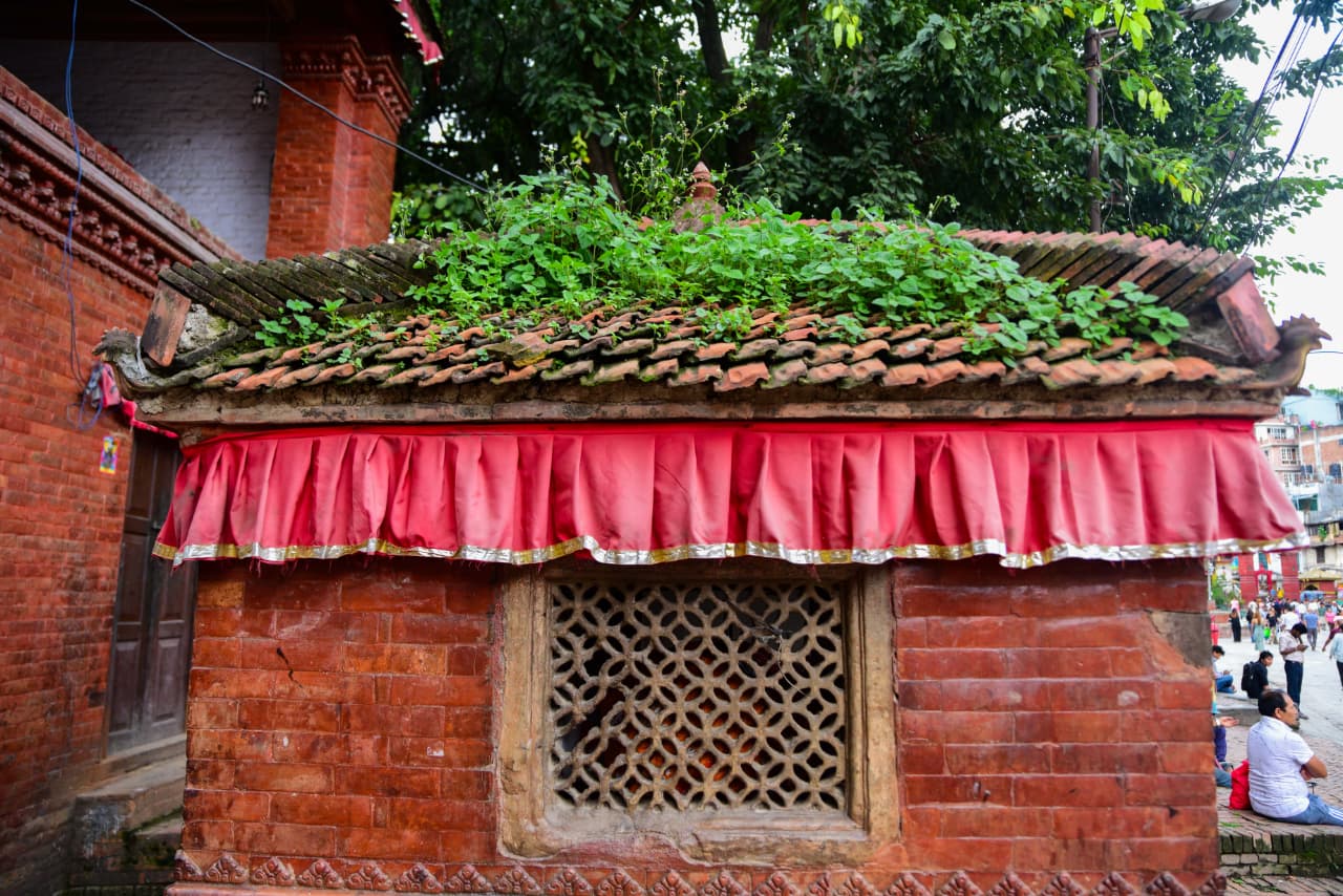Basantapur-ma-Grass_NPL-(28)-1755484182.jpeg