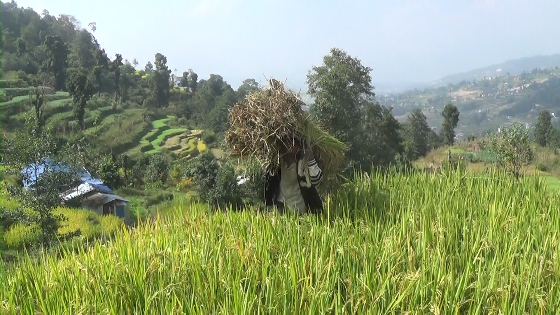 चाइनिज धान लगाएका भक्तपुरका किसान ठगिए, अधिकांश बालामा भुस मात्र