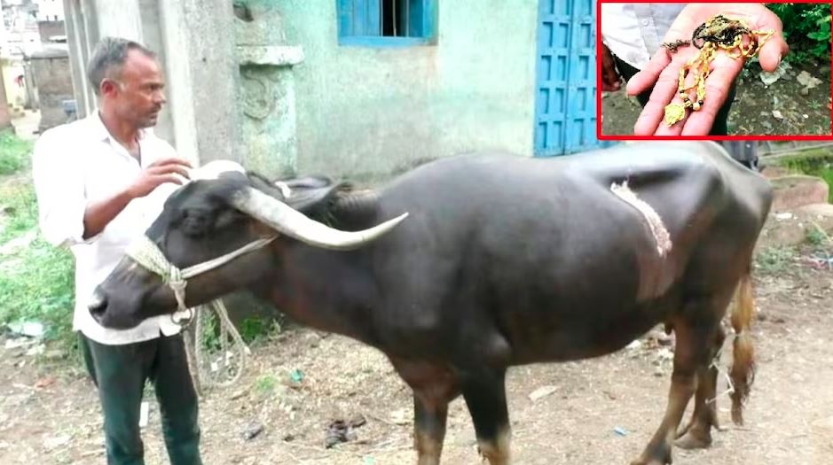 भैँसीको पेट चिरेर निकालियो साढे दुई तोला सुनको मंगलसूत्र