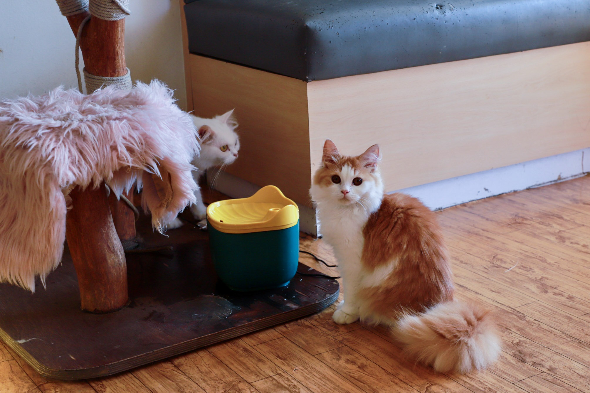 Cat-cafe_NPL1-1754811506.jpg