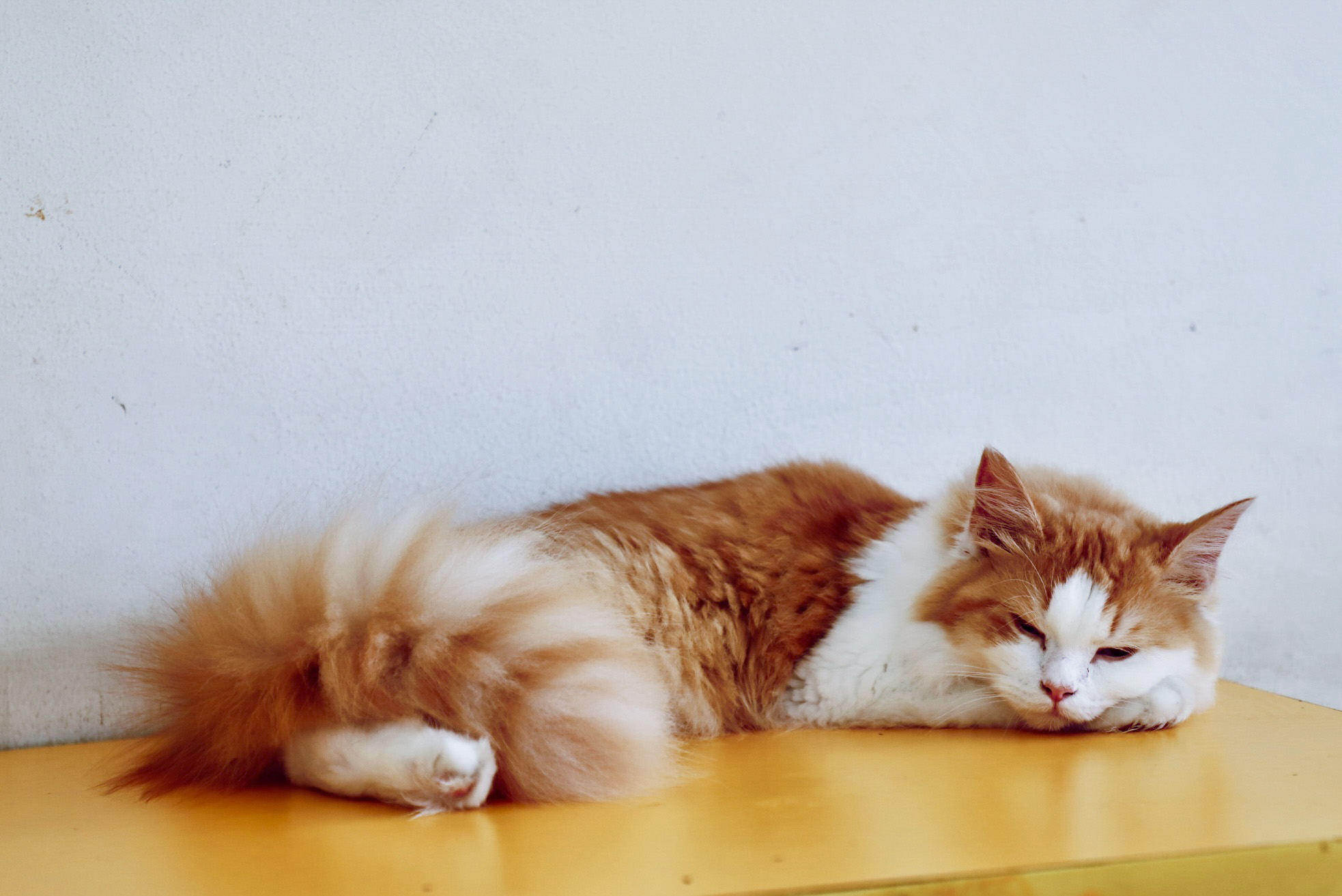 Cat-cafe_NPL10-1754811504.jpg