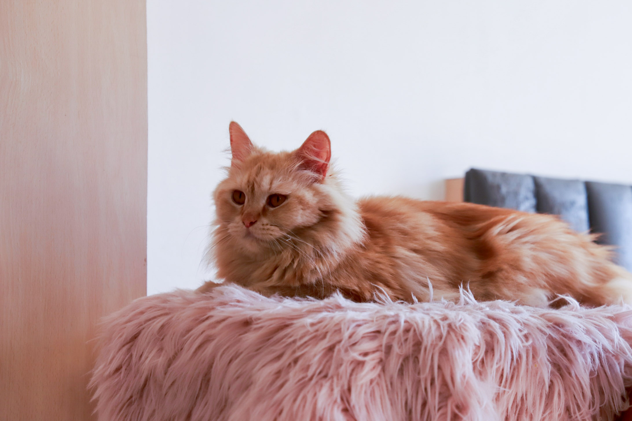 Cat-cafe_NPL4-1754811505.jpg