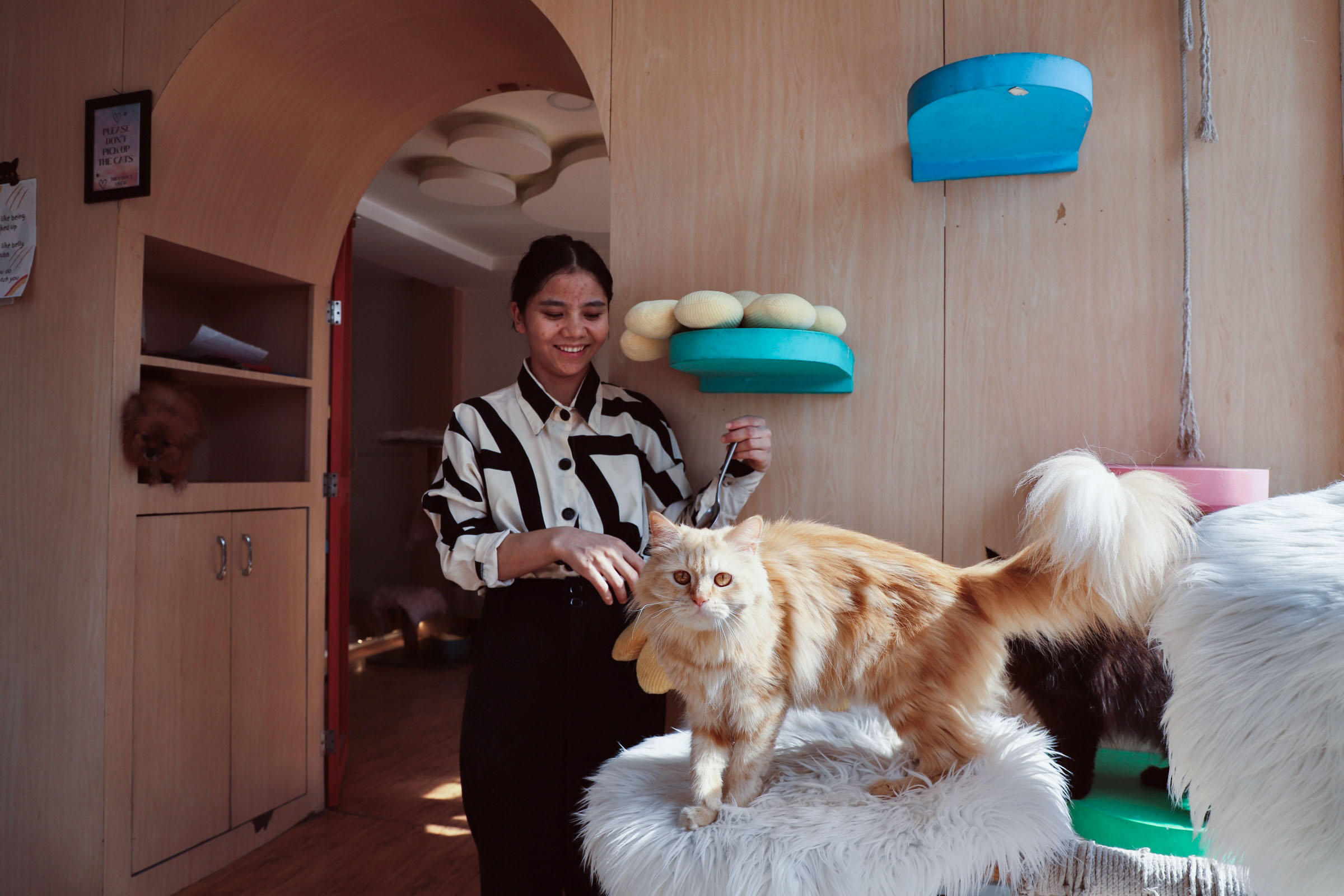 Cat-cafe_NPL7-1754811505.jpg