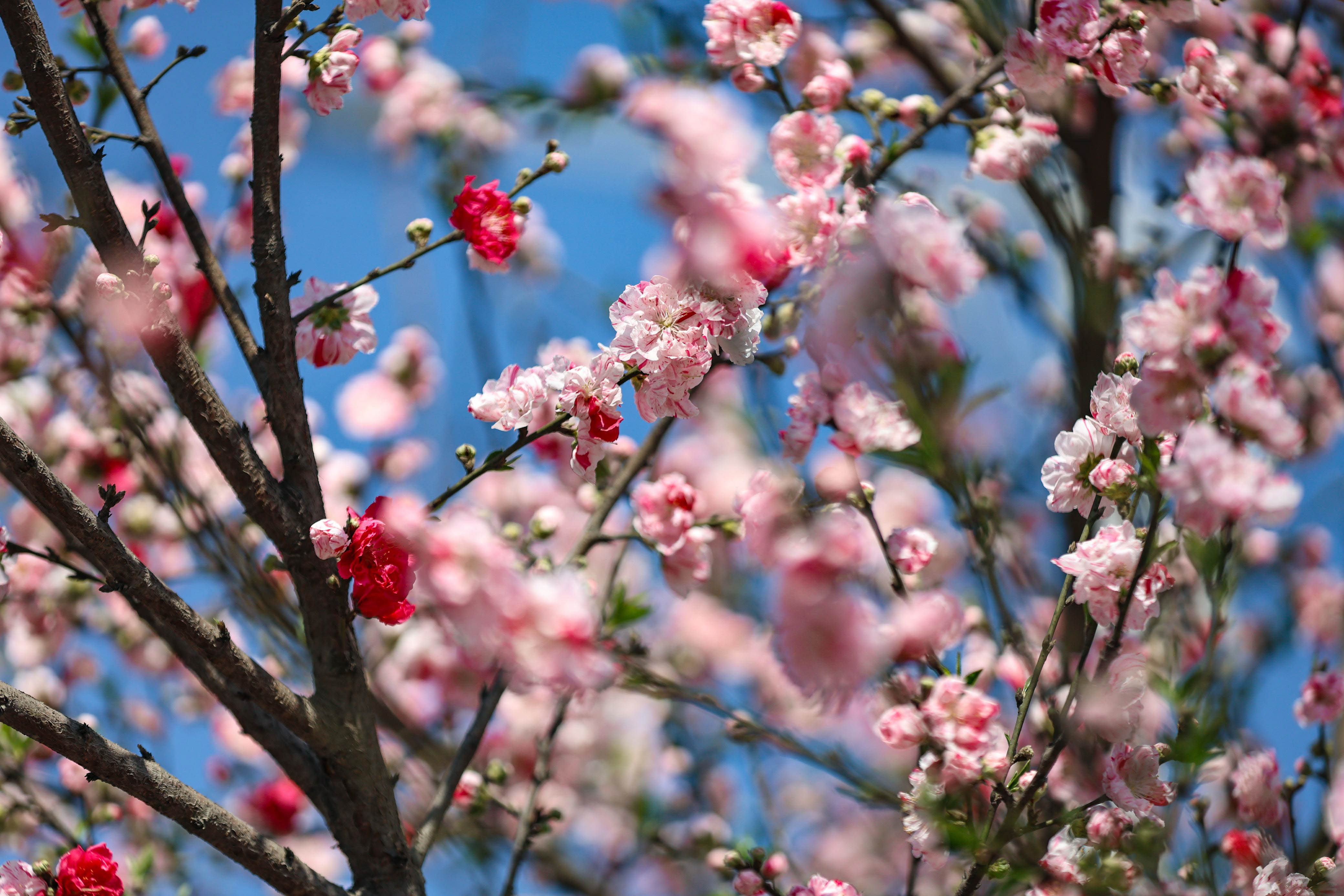 Cherry-blossom.-672-1741080427.jpg