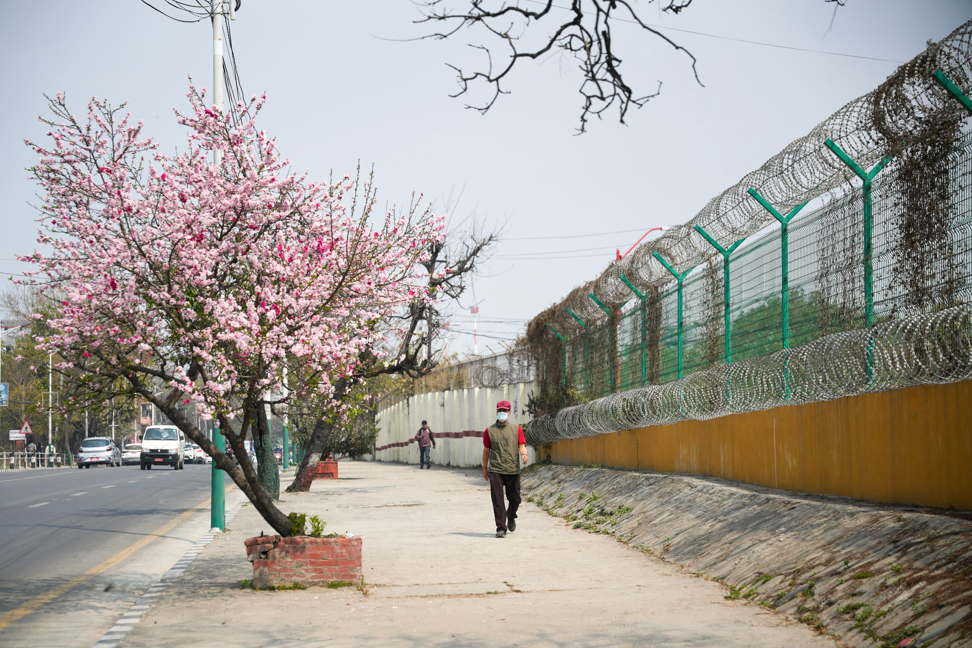 Cherry-blossom_NPL_-376-1772592233.jpg