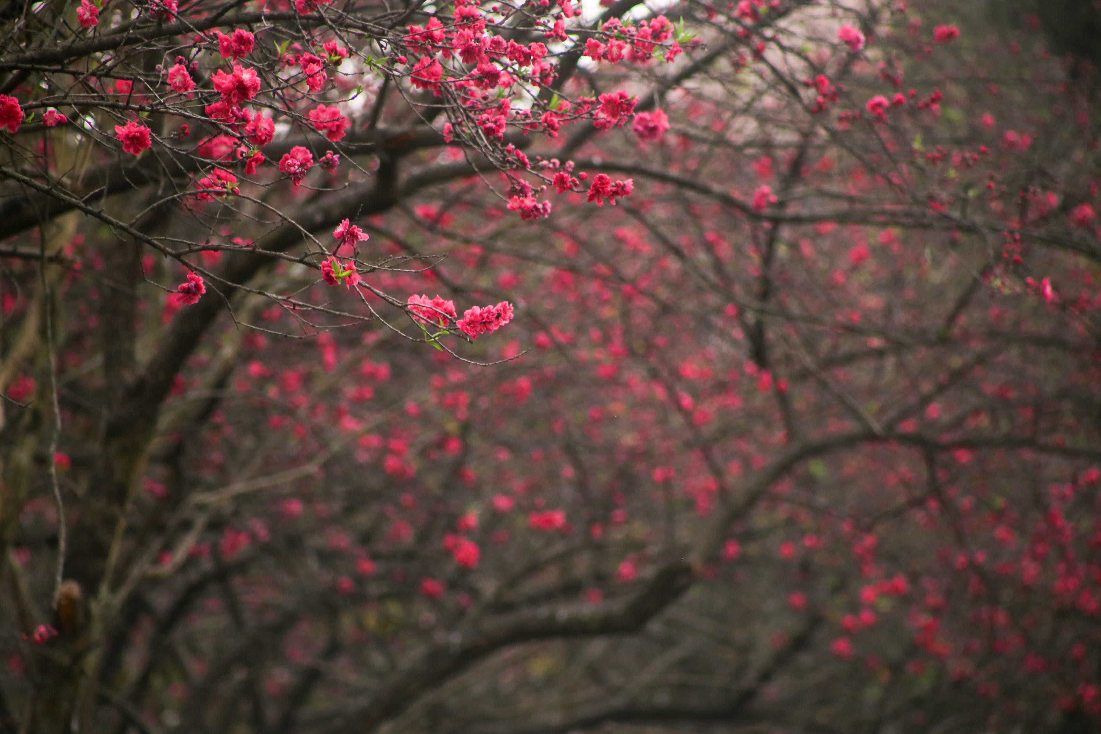 Cherry-blossom_NPL_-377-1772592232.jpg
