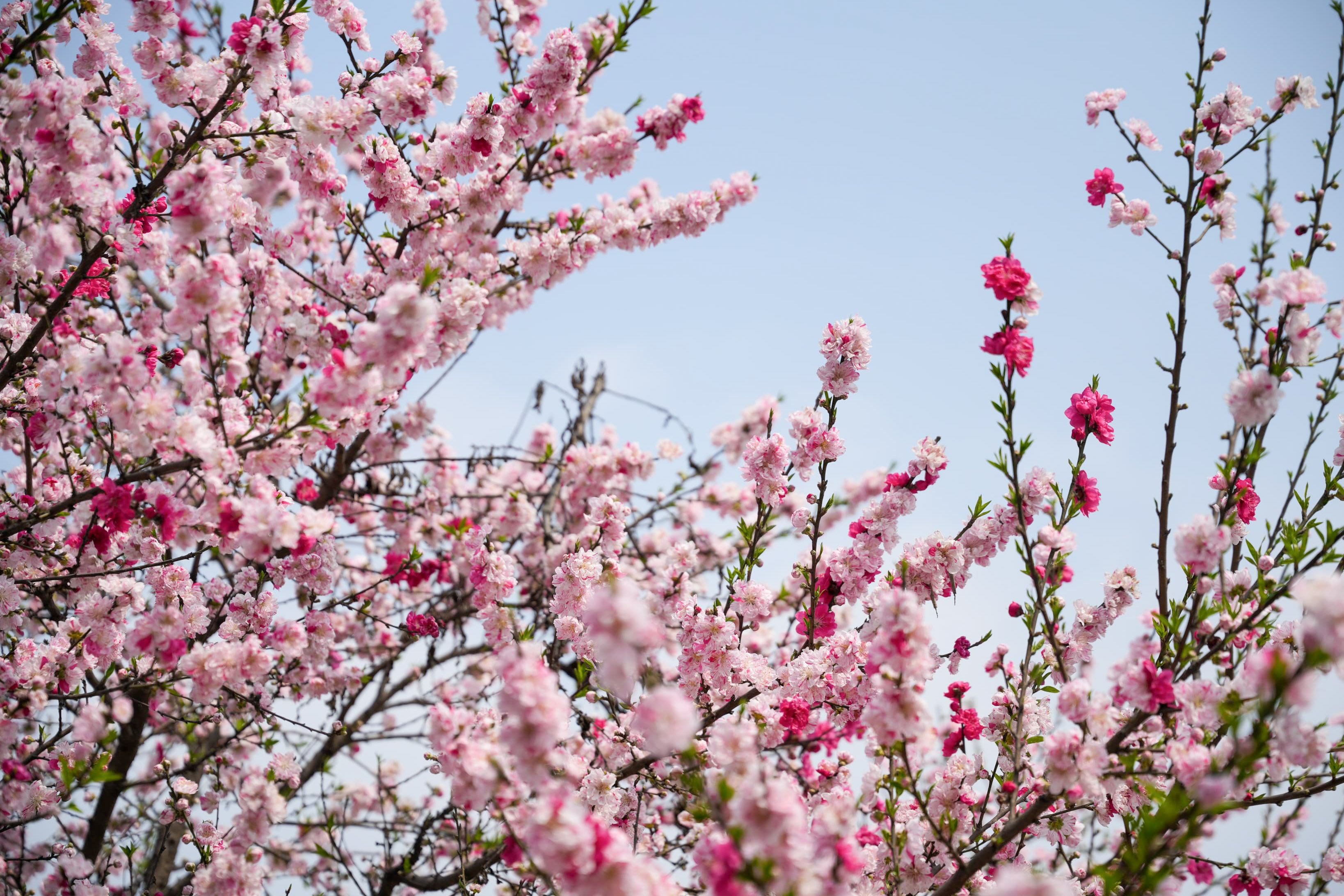 Cherry-blossom_NPL_-378-1772592244.jpg