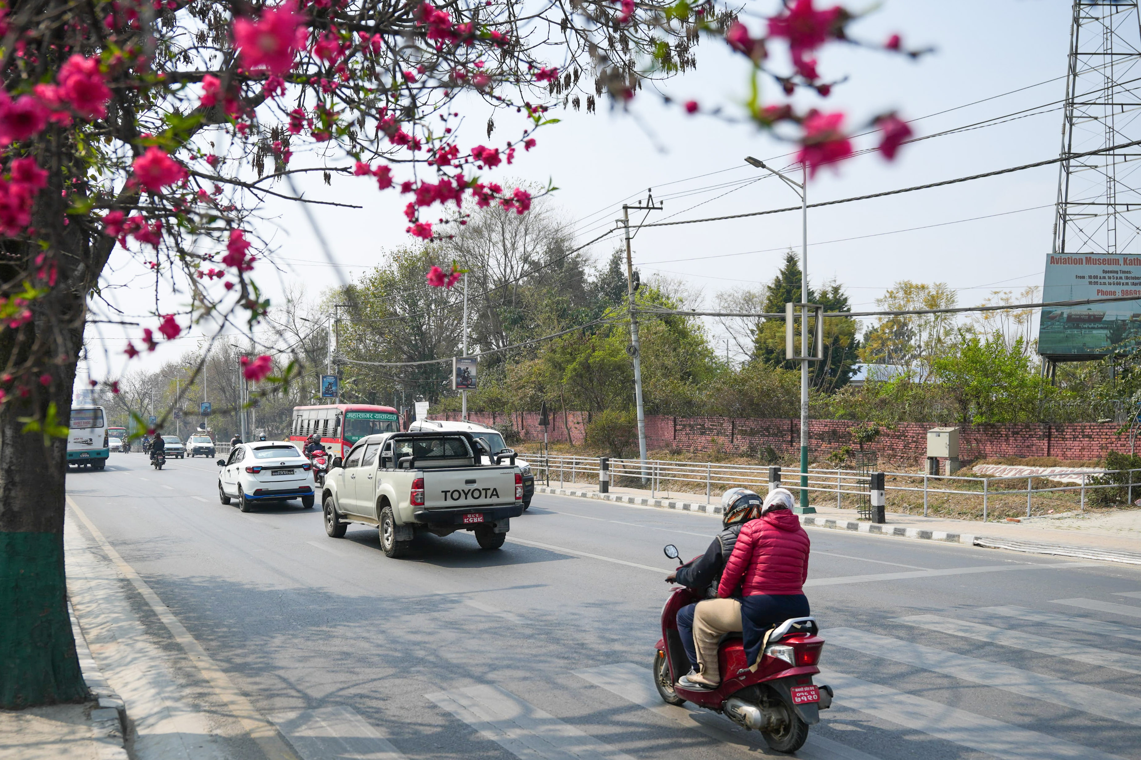 Cherry-blossom_NPL_-379-1772592239.jpg