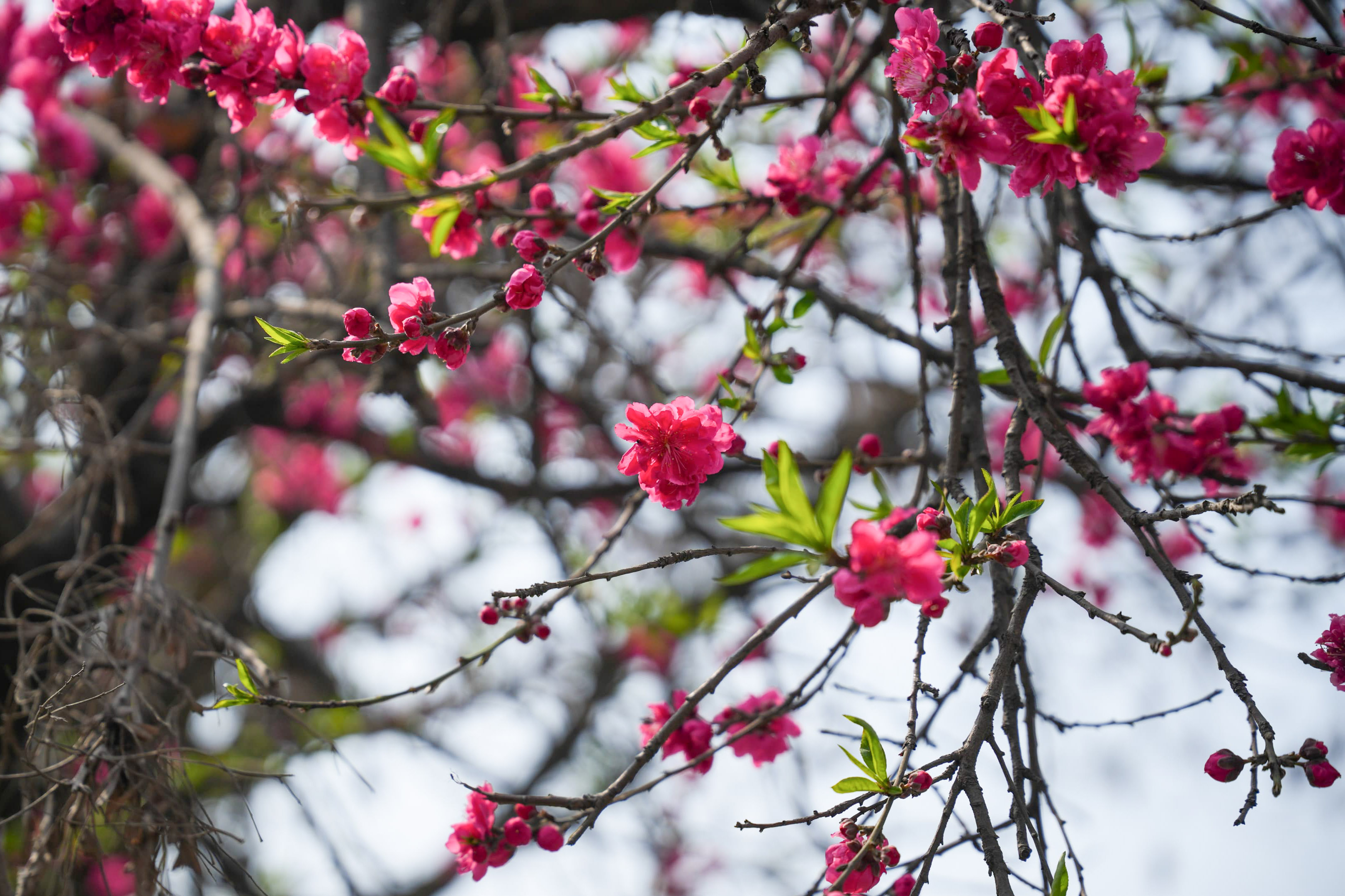 Cherry-blossom_NPL_-380-1772592237.jpg