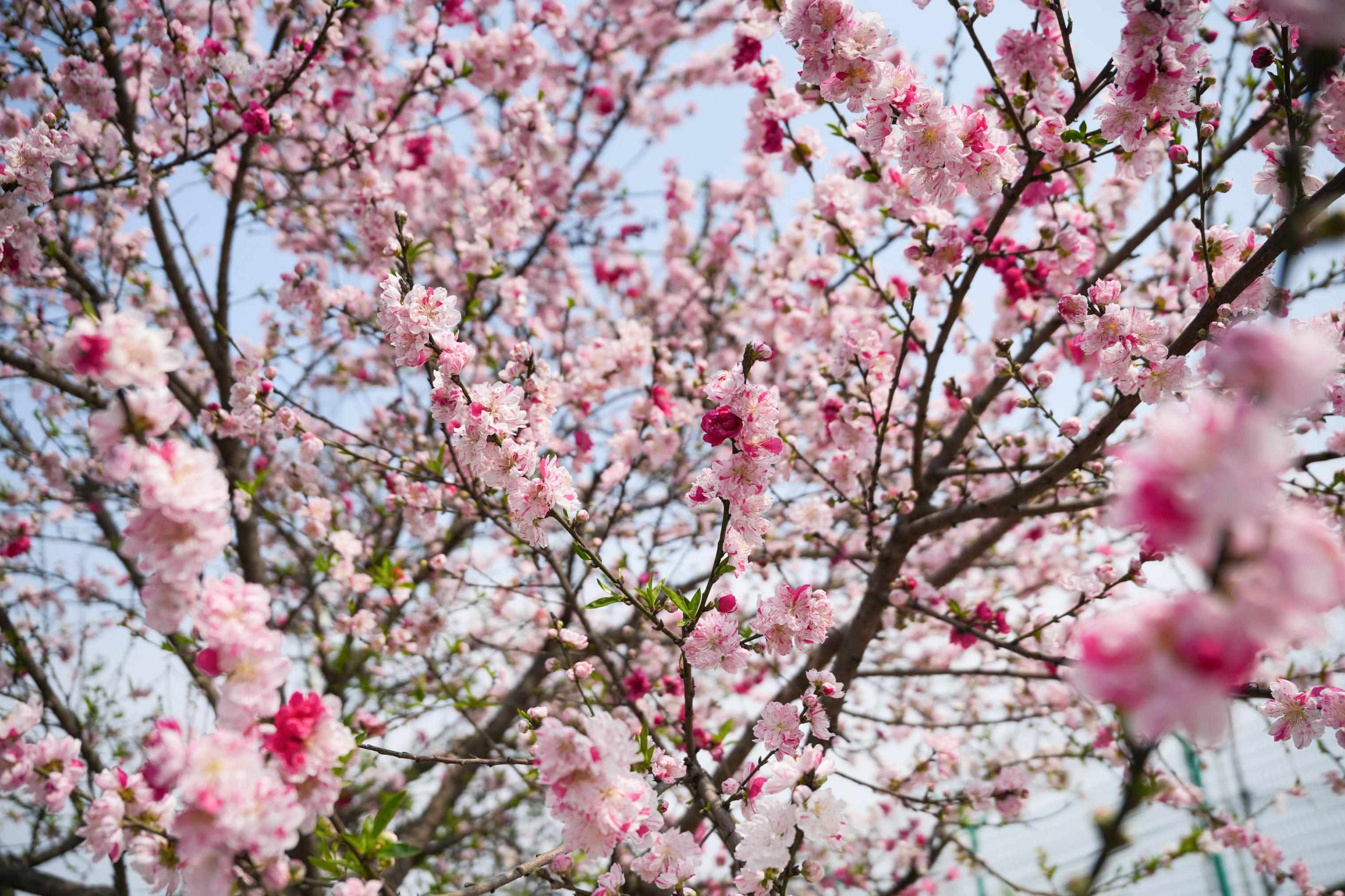 Cherry-blossom_NPL_-381-1772592234.jpg