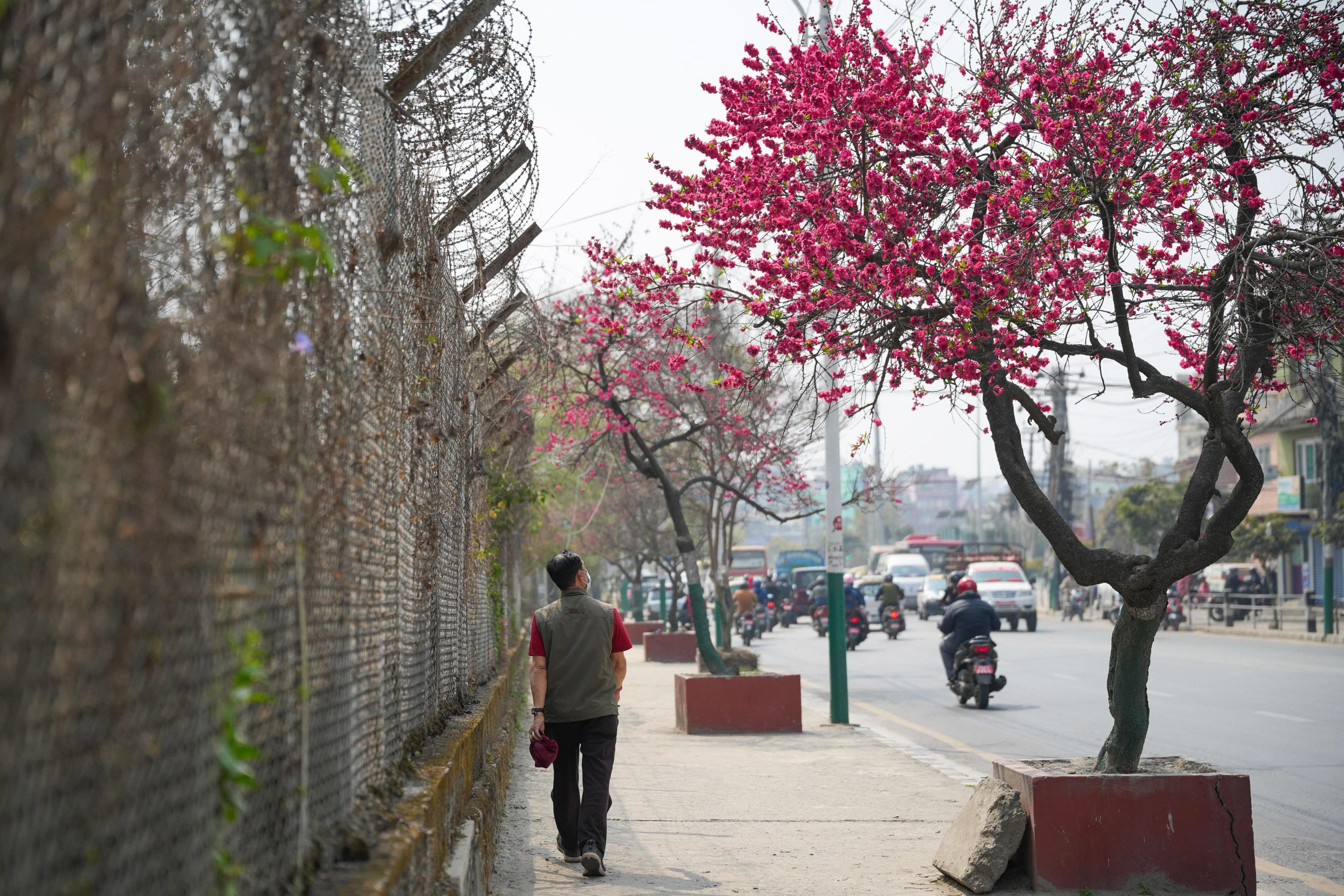 Cherry-blossom_NPL_-382-1772592235.jpg