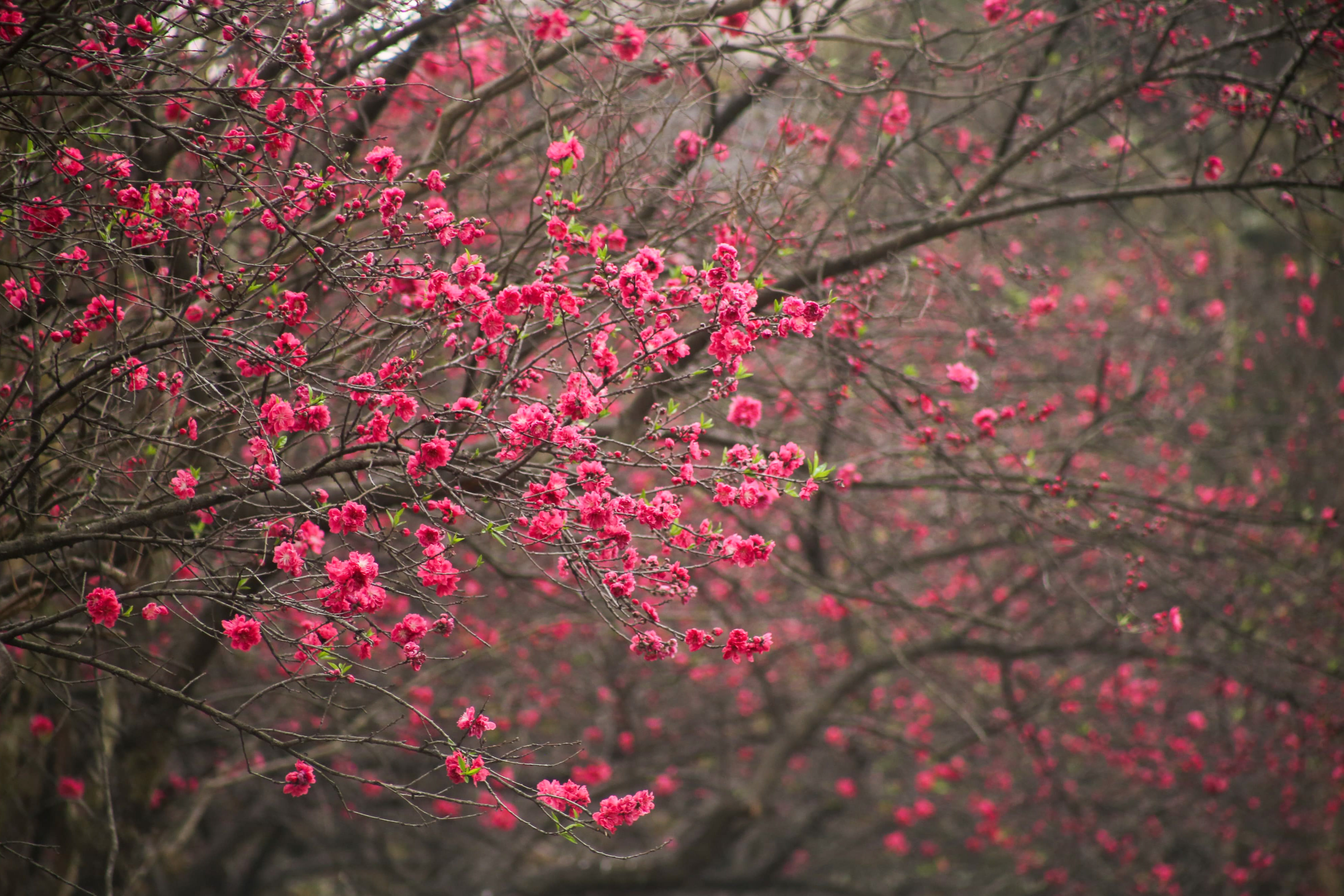 Cherry-blossom_NPL_-383-1772592243.jpg