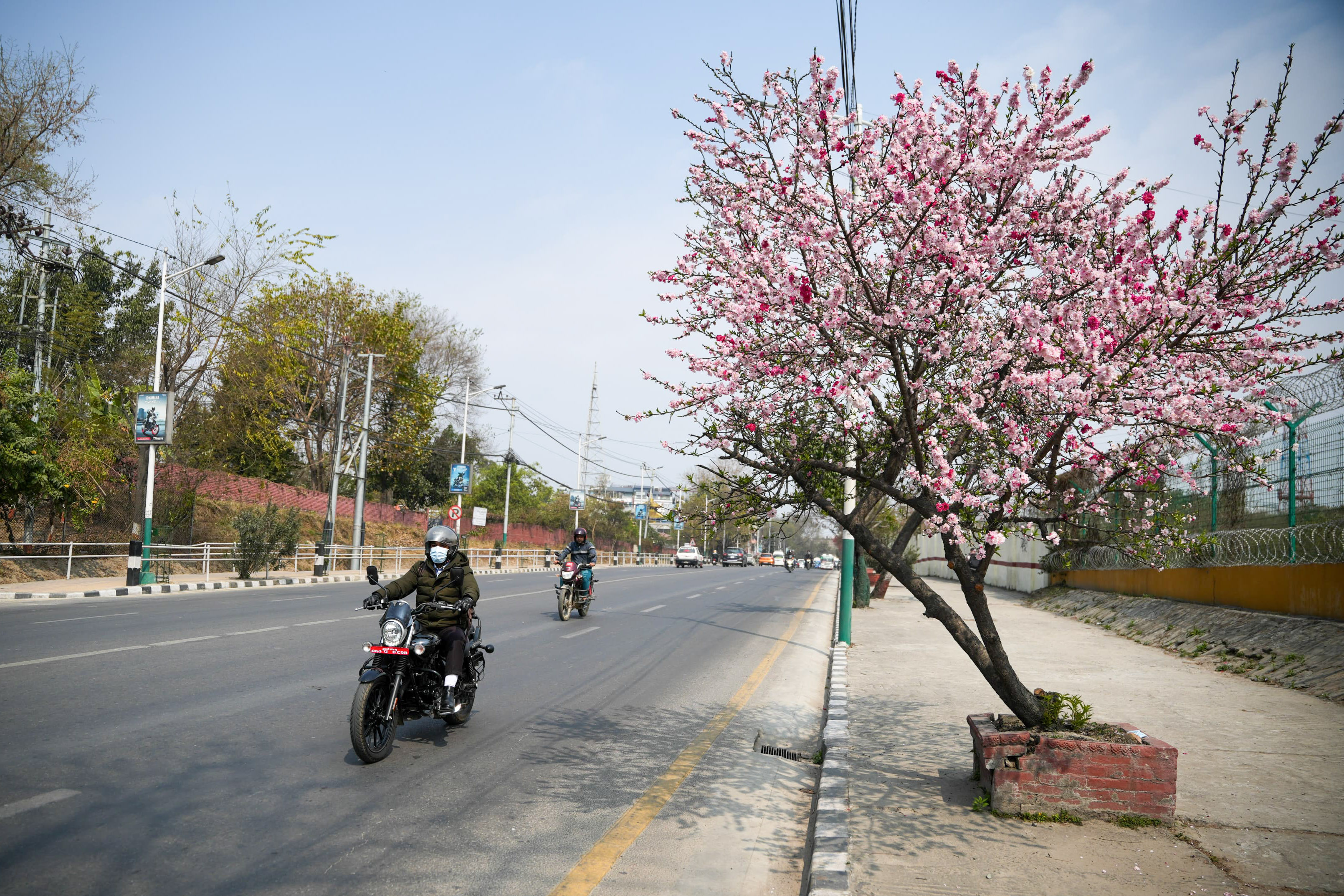 Cherry-blossom_NPL_-386-1772592241.jpg