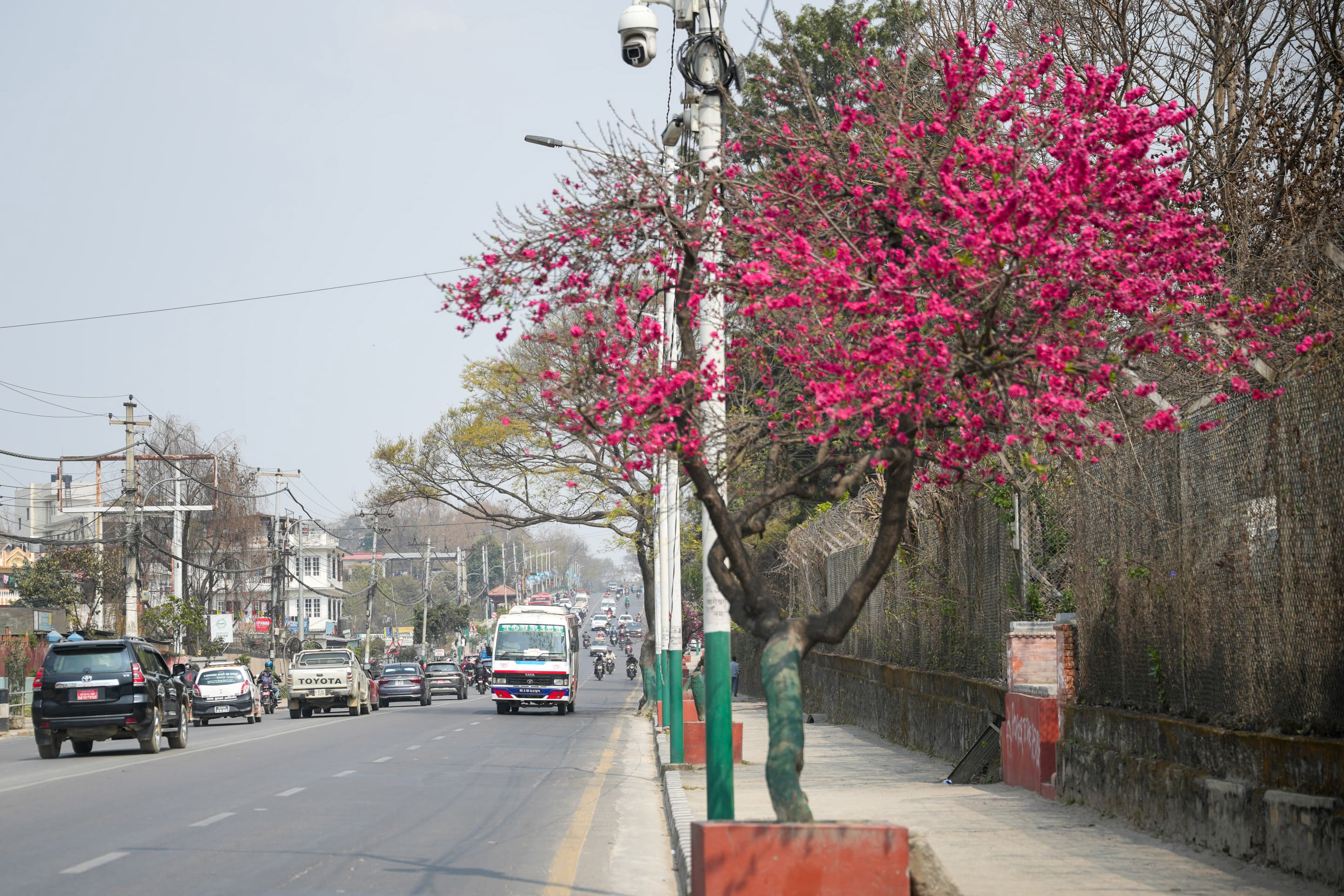 Cherry-blossom_NPL_-388-1772592232.jpg