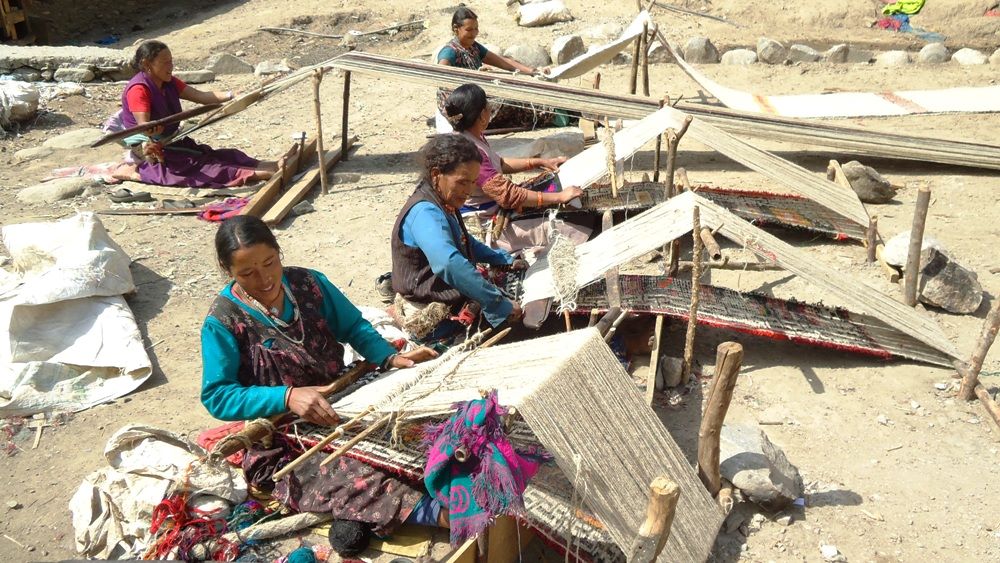 पाइनै छोड्यो राडीपाखी, ओरालो लाग्यो ऊन उत्पादन