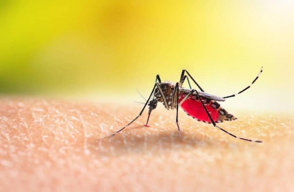 स्थानीय तहलाई स्वास्थ्य मन्त्रालयकाे निर्देेशन- डेंगी नियन्त्रणका लागि प्रभावकारी कार्यक्रम सञ्चालन गर्नू