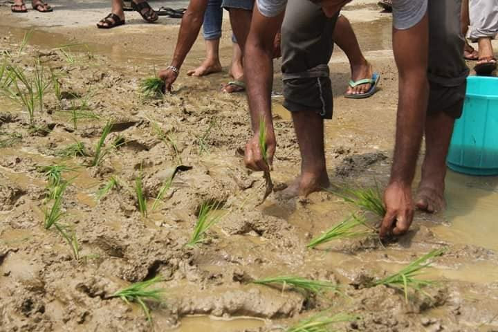 पञ्चेबाजा बजाएर किसानले रोपे सडकमै धान