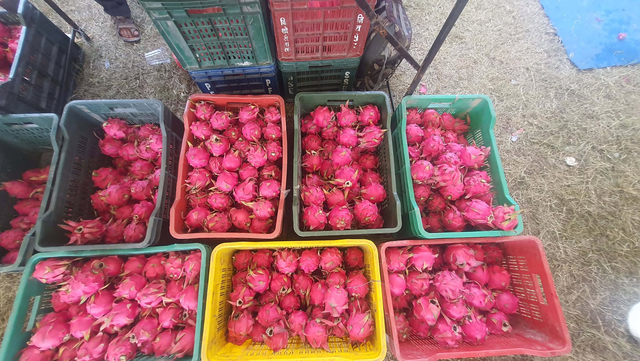 Dragan-Fruits-(5)-1782290667.jpg