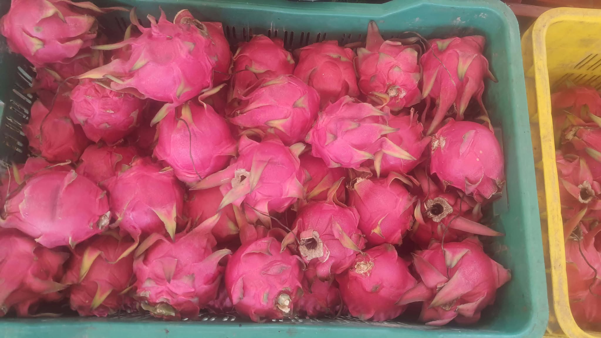 Dragan-Fruits-(6)-1782290667.jpg
