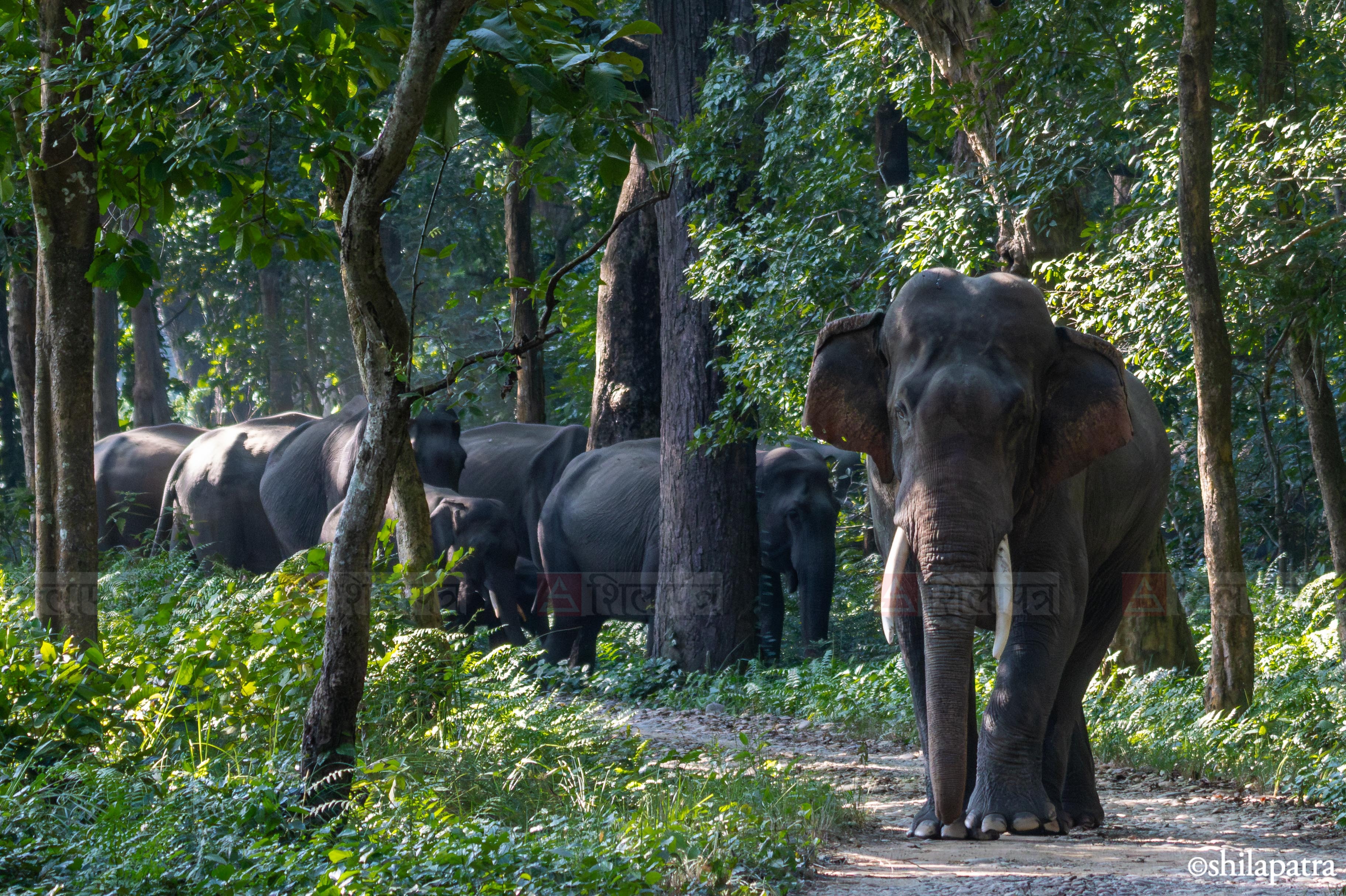 Elephant&ndash;-World-Elephant-Day_-(2)-1786507117.jpg