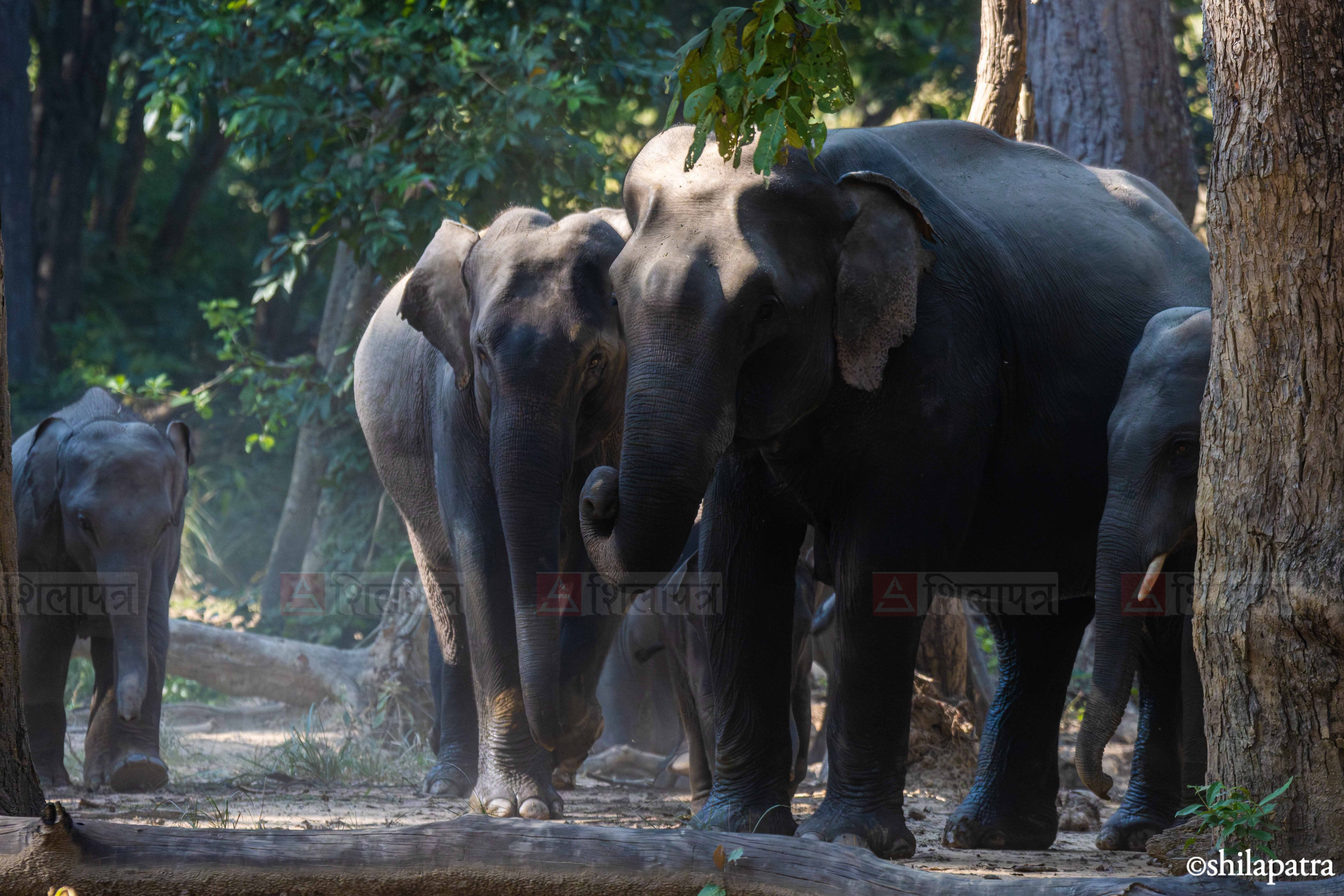 Elephant&ndash;-World-Elephant-Day_-(3)-1786507116.jpg