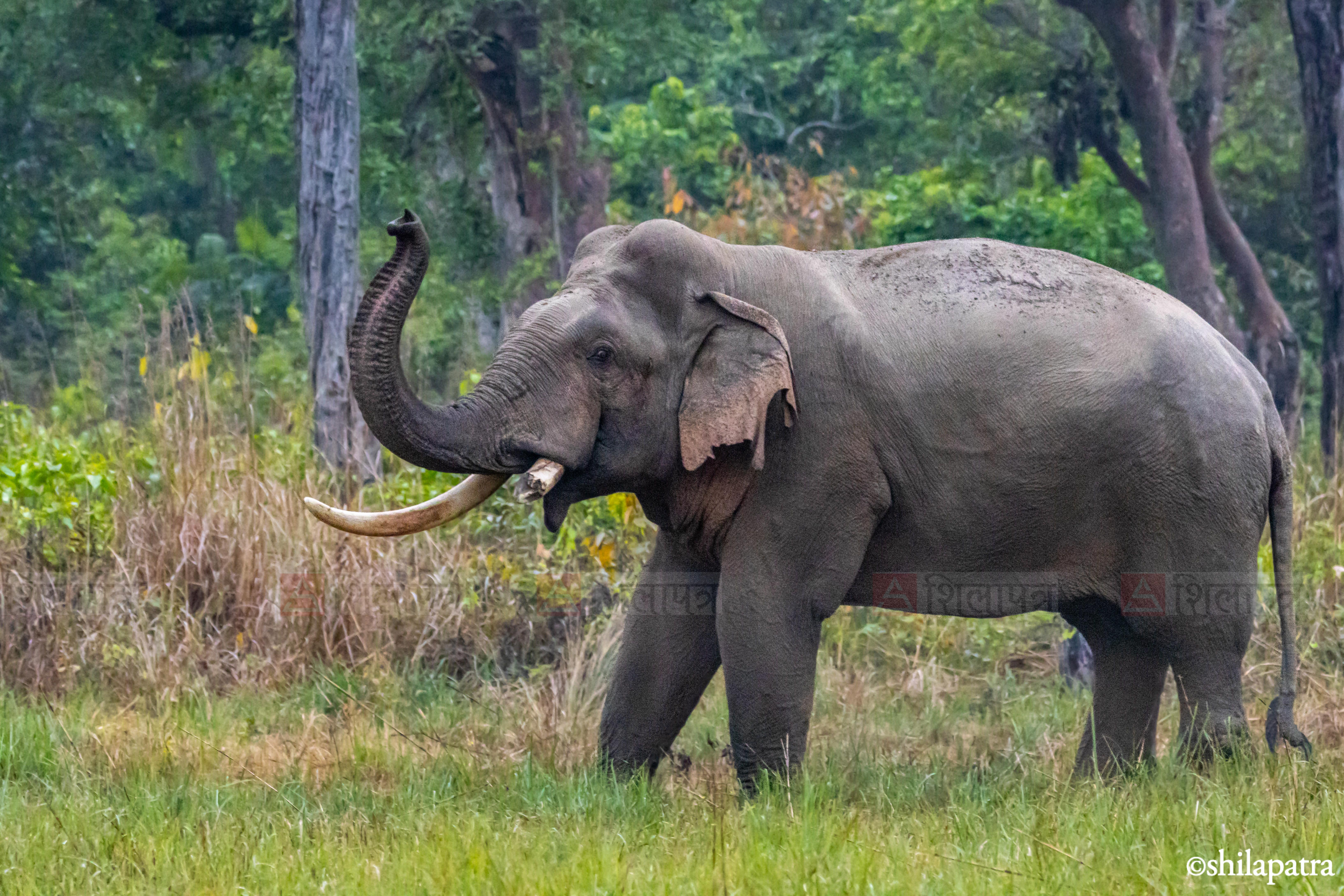 Elephant&ndash;-World-Elephant-Day_-(4)-1786507119.jpg