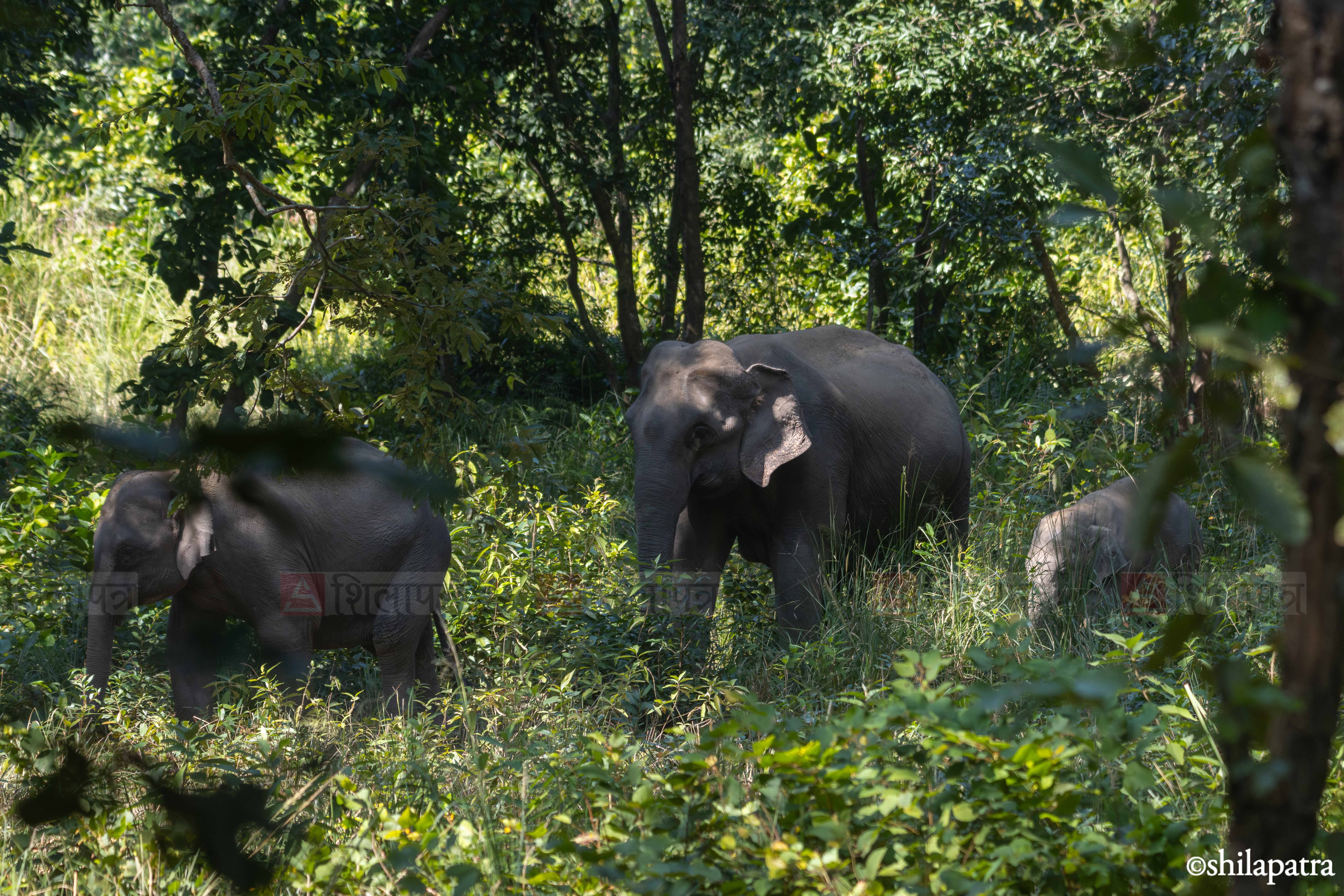 Elephant&ndash;-World-Elephant-Day_-(5)-1786507123.jpg