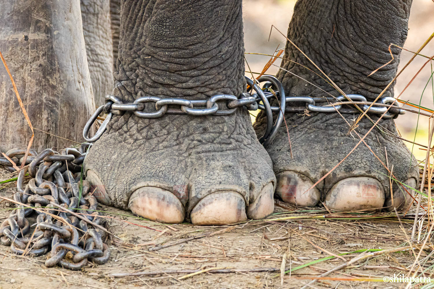 Elephant&ndash;-World-Elephant-Day_-(7)-1786507130.jpg
