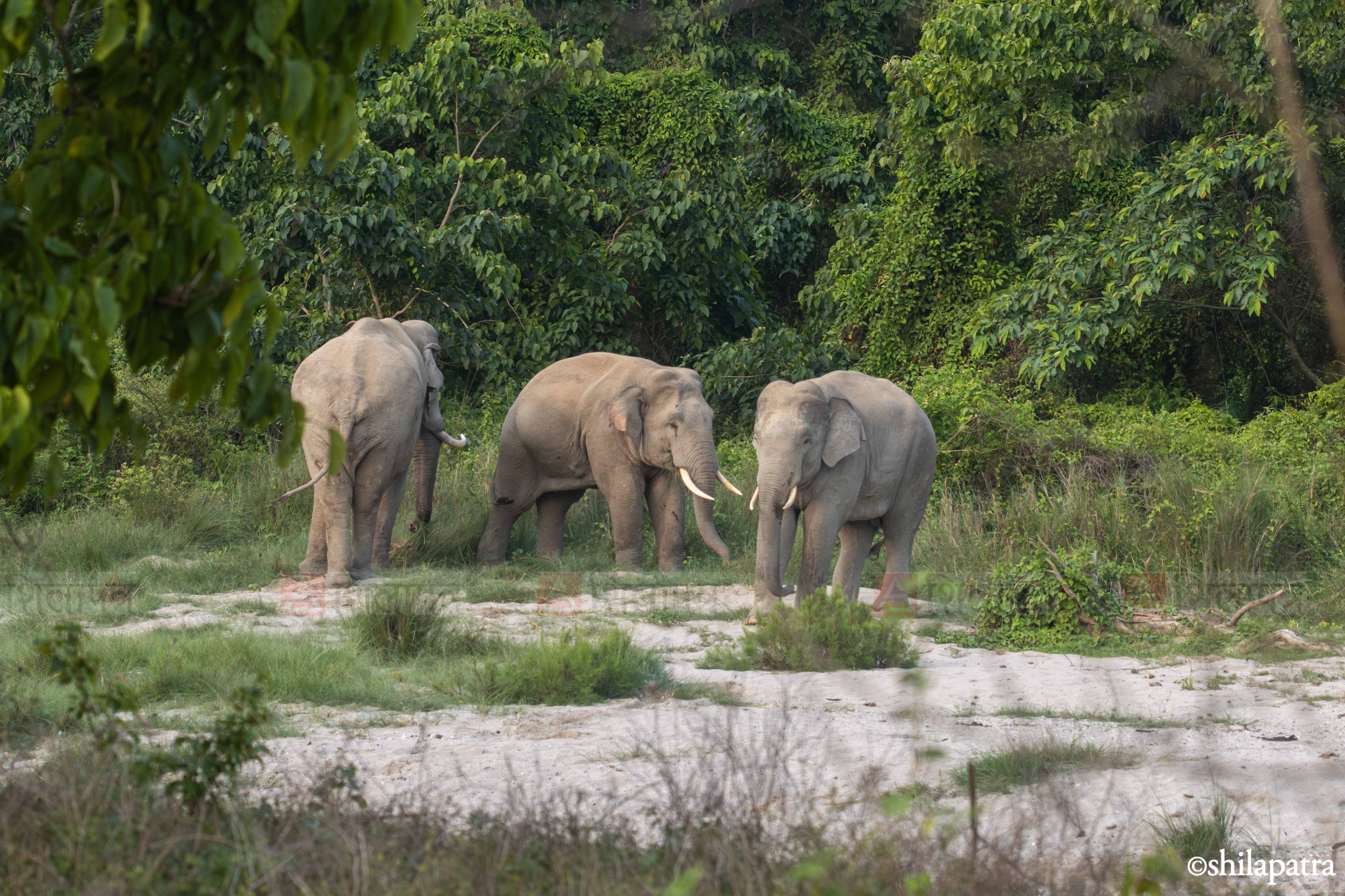 Elephant&ndash;-World-Elephant-Day_-(9)-1786507133.jpg