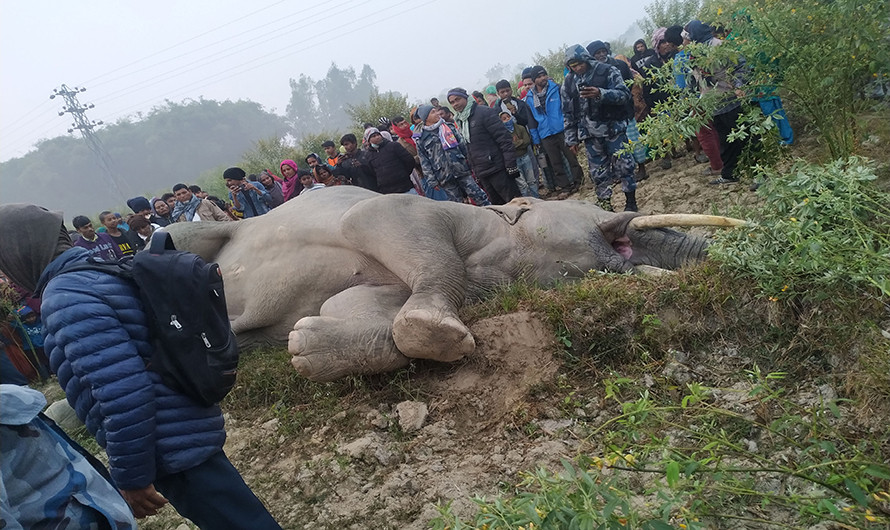 वन्यजन्तु संरक्षणमा खेलवाड, अकालमा जाँदै छ जंगली जनावरको ज्यान