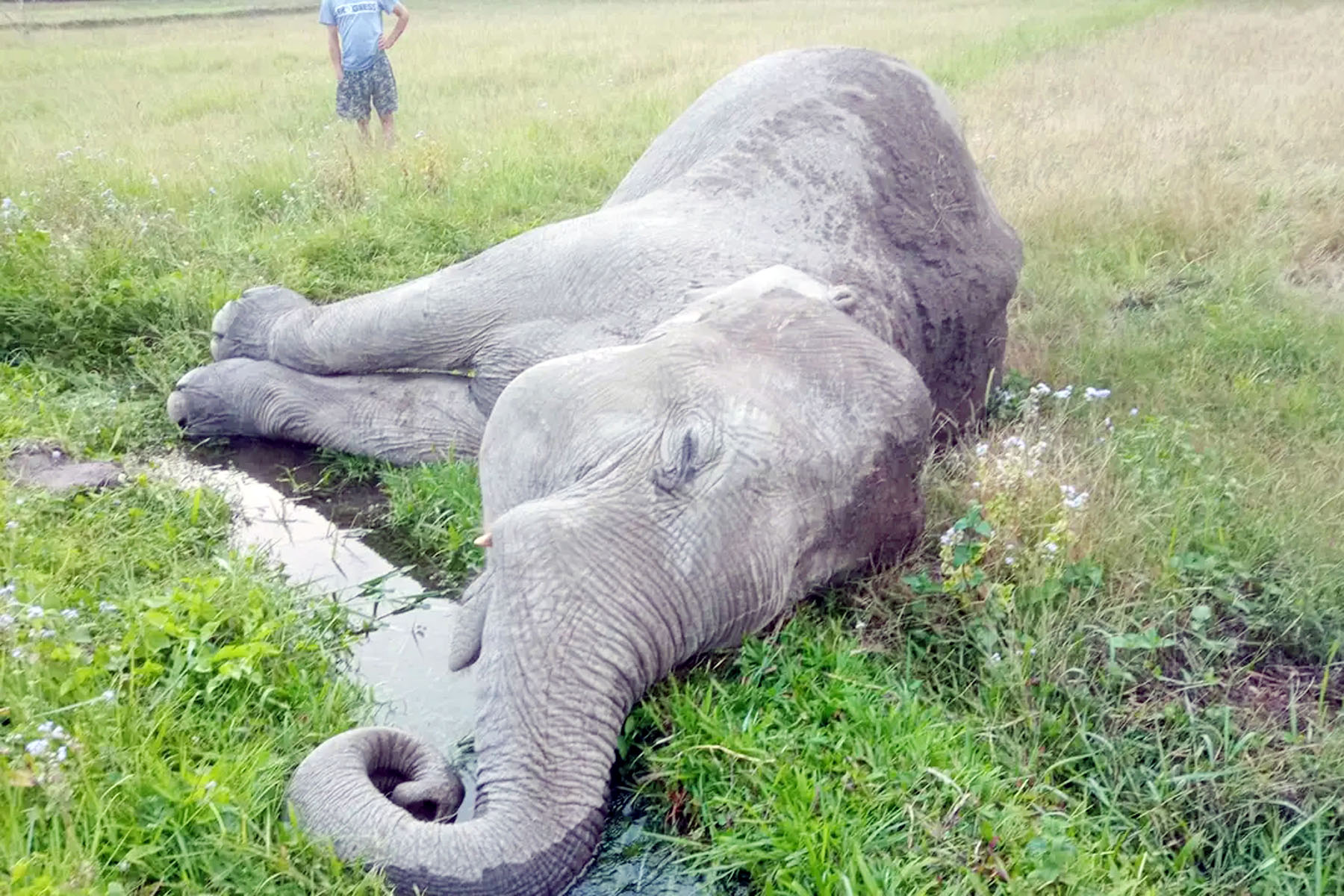 झापामा पोथी हात्ती मृत फेला, स्थानीयले गरे पूजा
