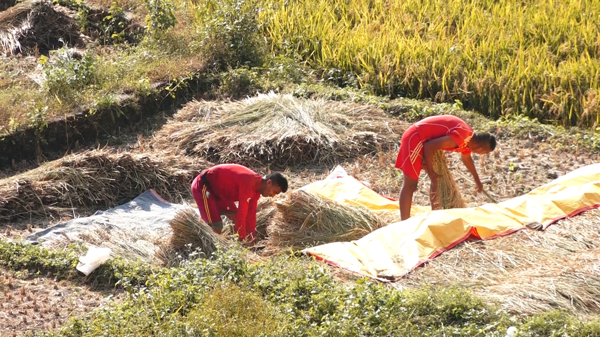 उपत्यकाका किसानलाई कामको चटारो (फोटो फिचर)