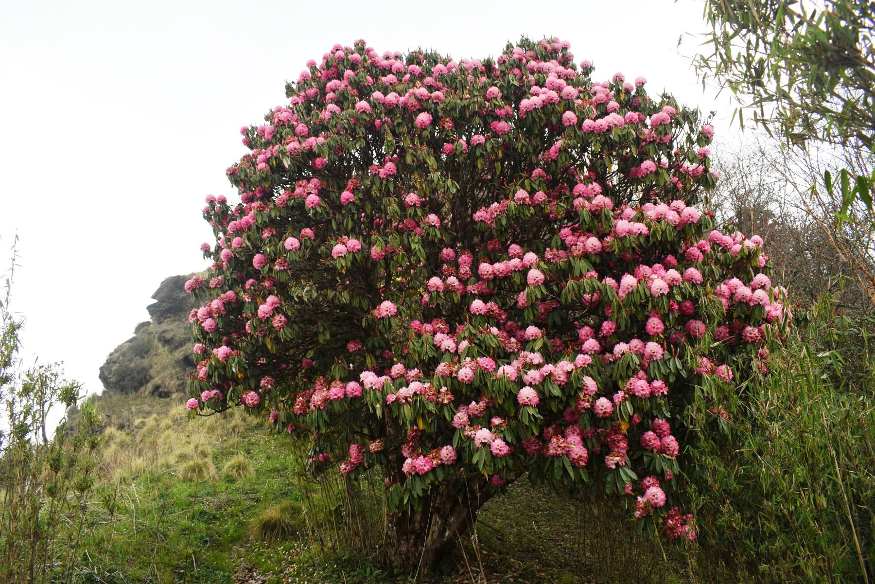 Flora-(2)-1786976829.JPG