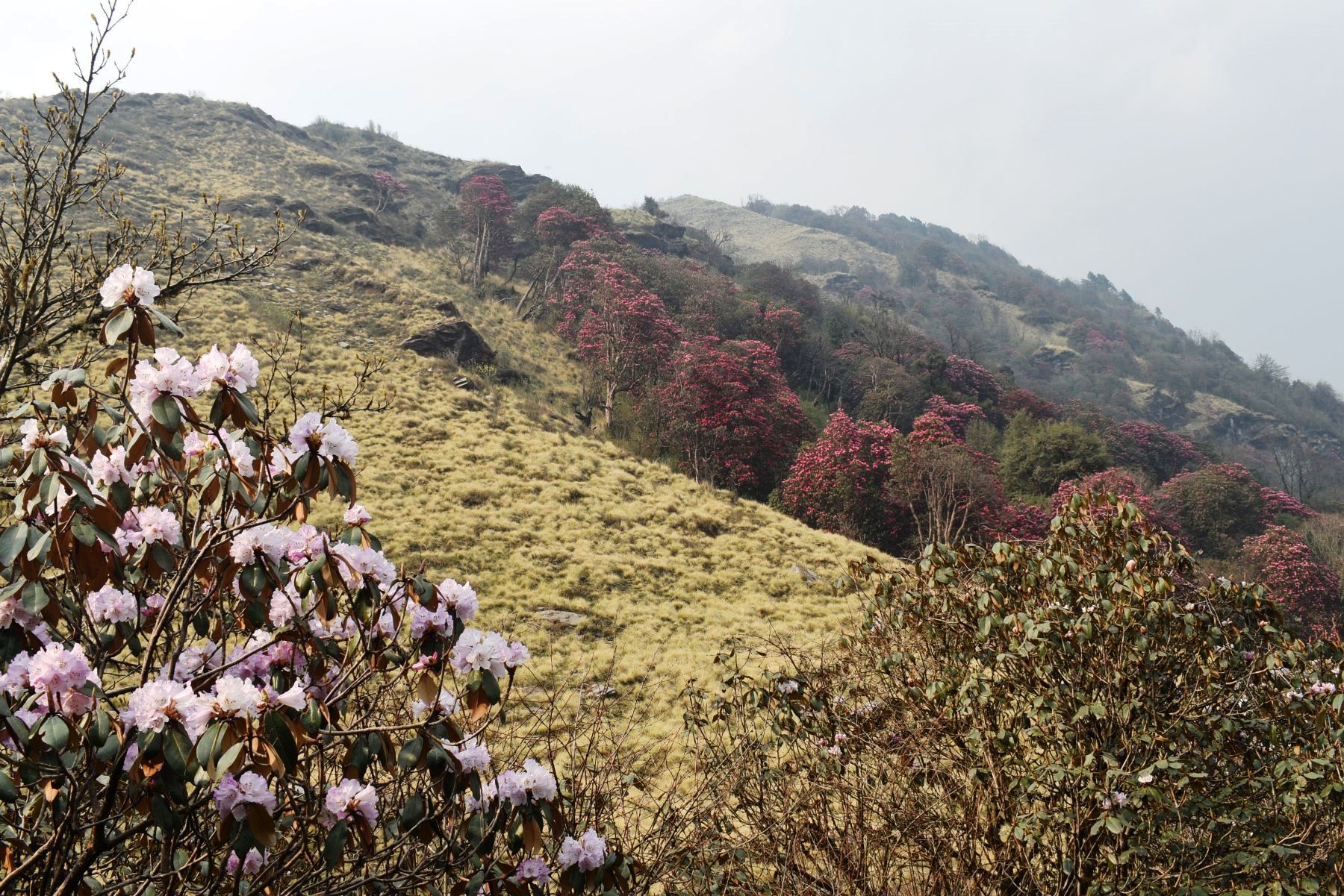 Flora-(3)-1786976830.JPG