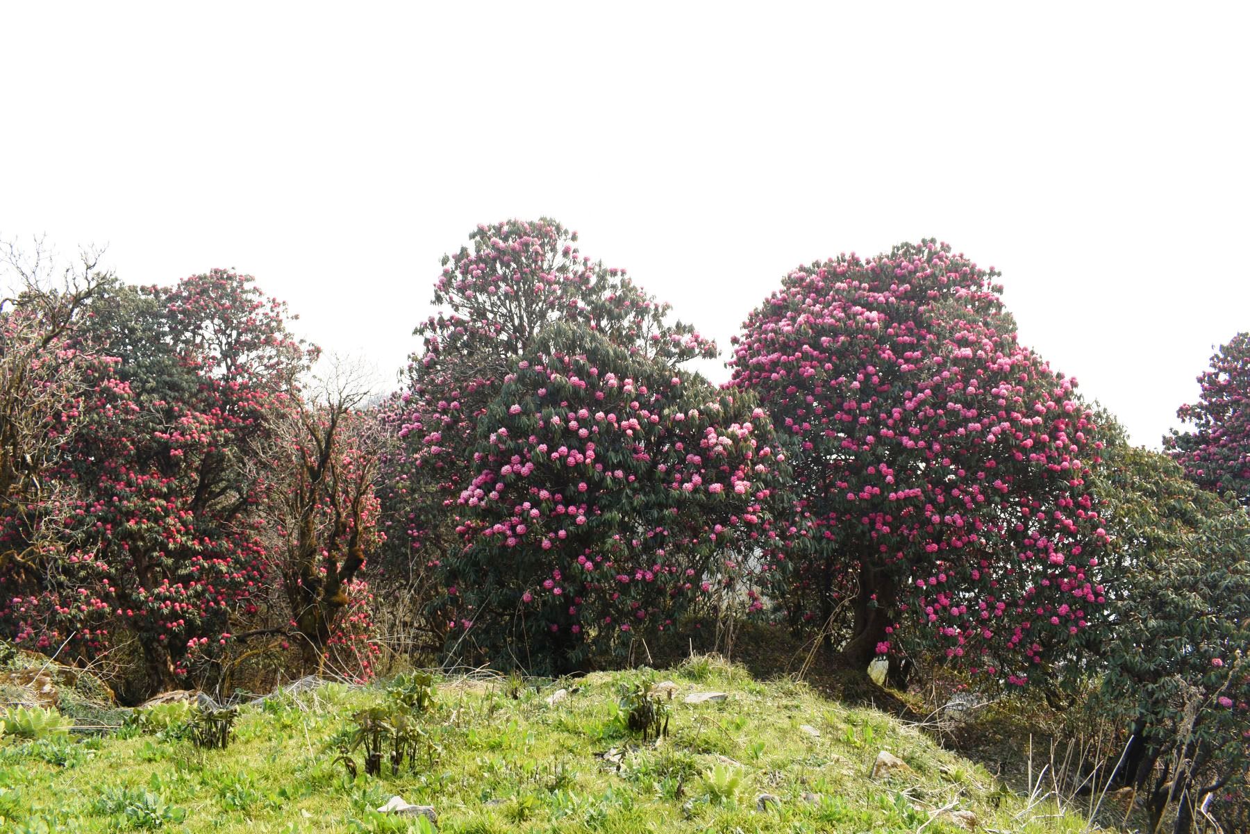 Flora-(4)-1786976830.JPG