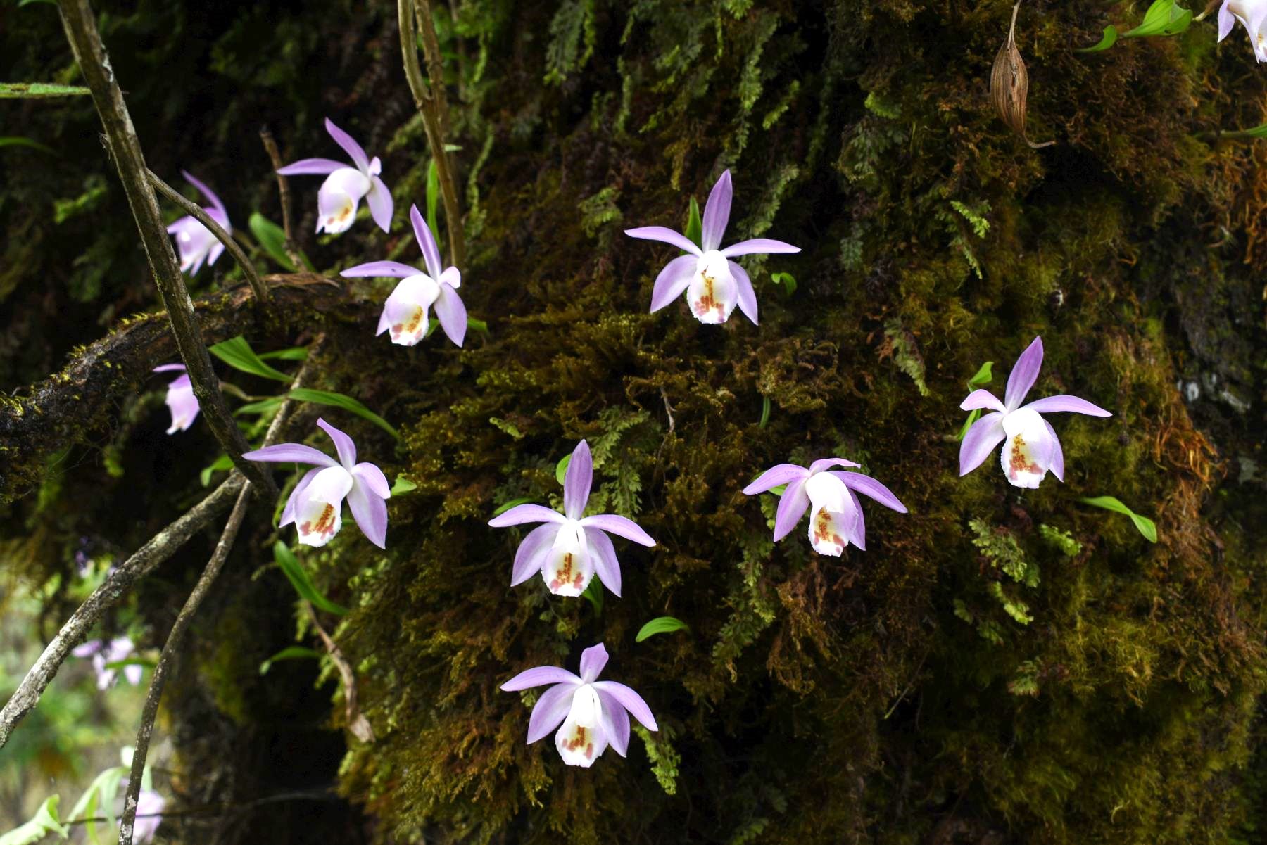Flora-(5)-1786976831.JPG