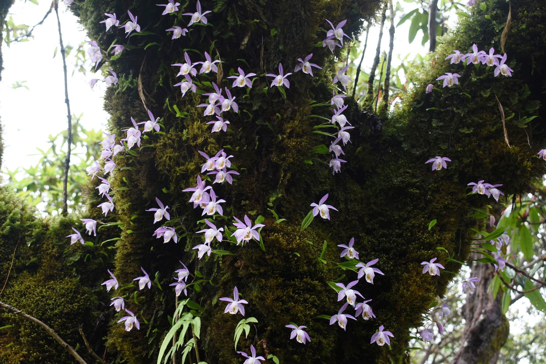 Flora-(6)-1786976831.JPG