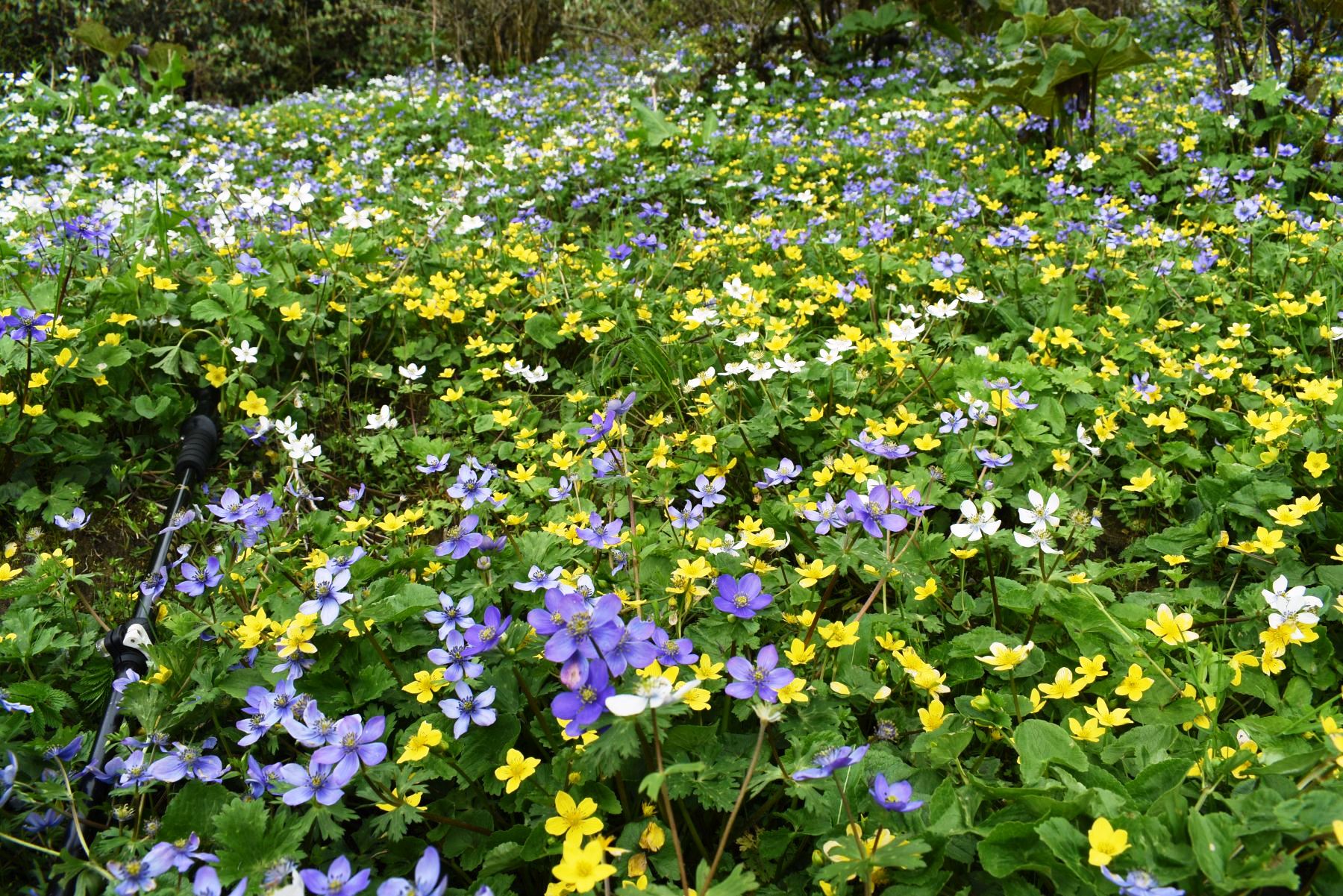 Flora-(7)-1786976832.JPG