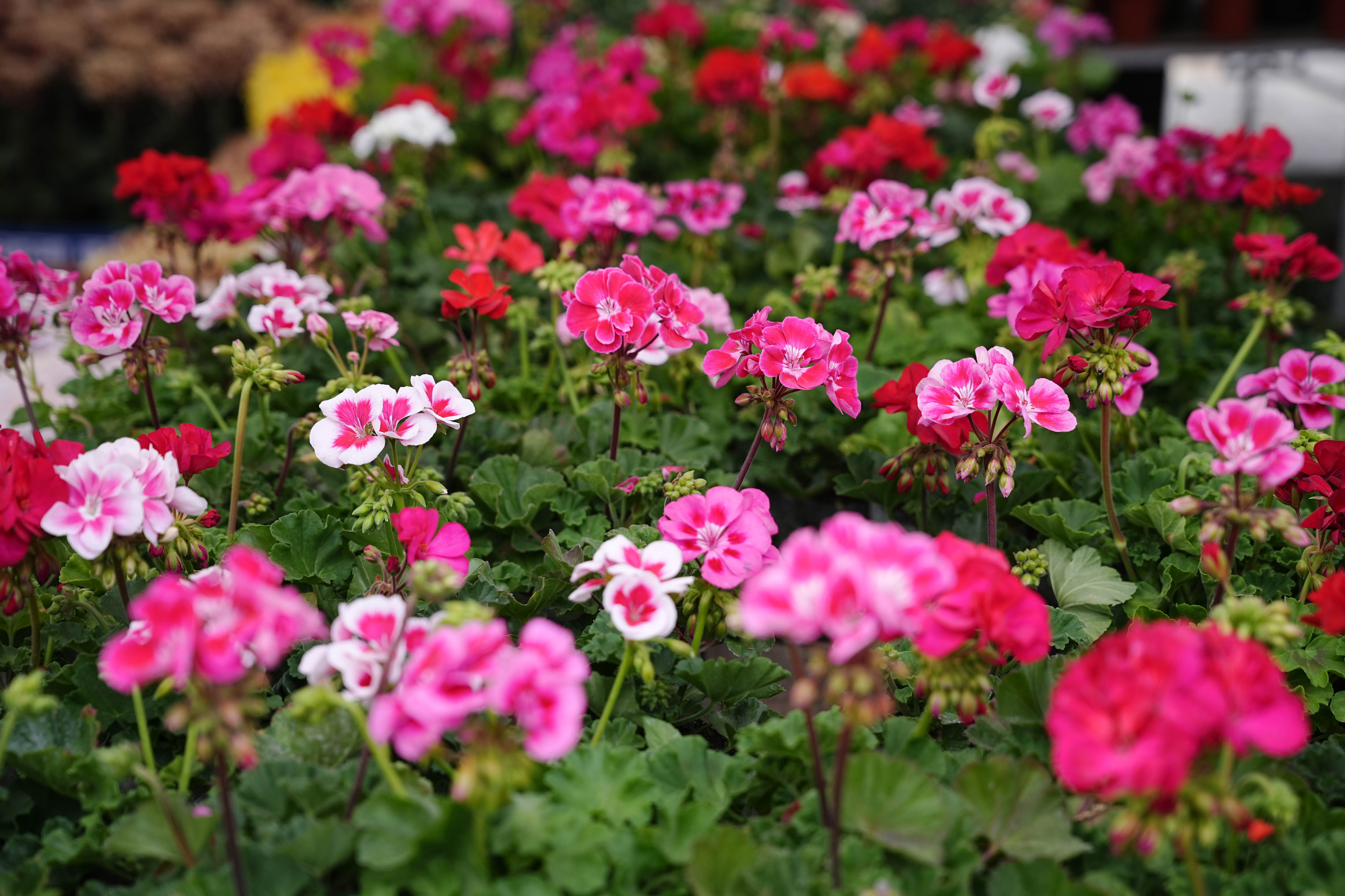 Flora-Expo--2642-1793257260.jpg