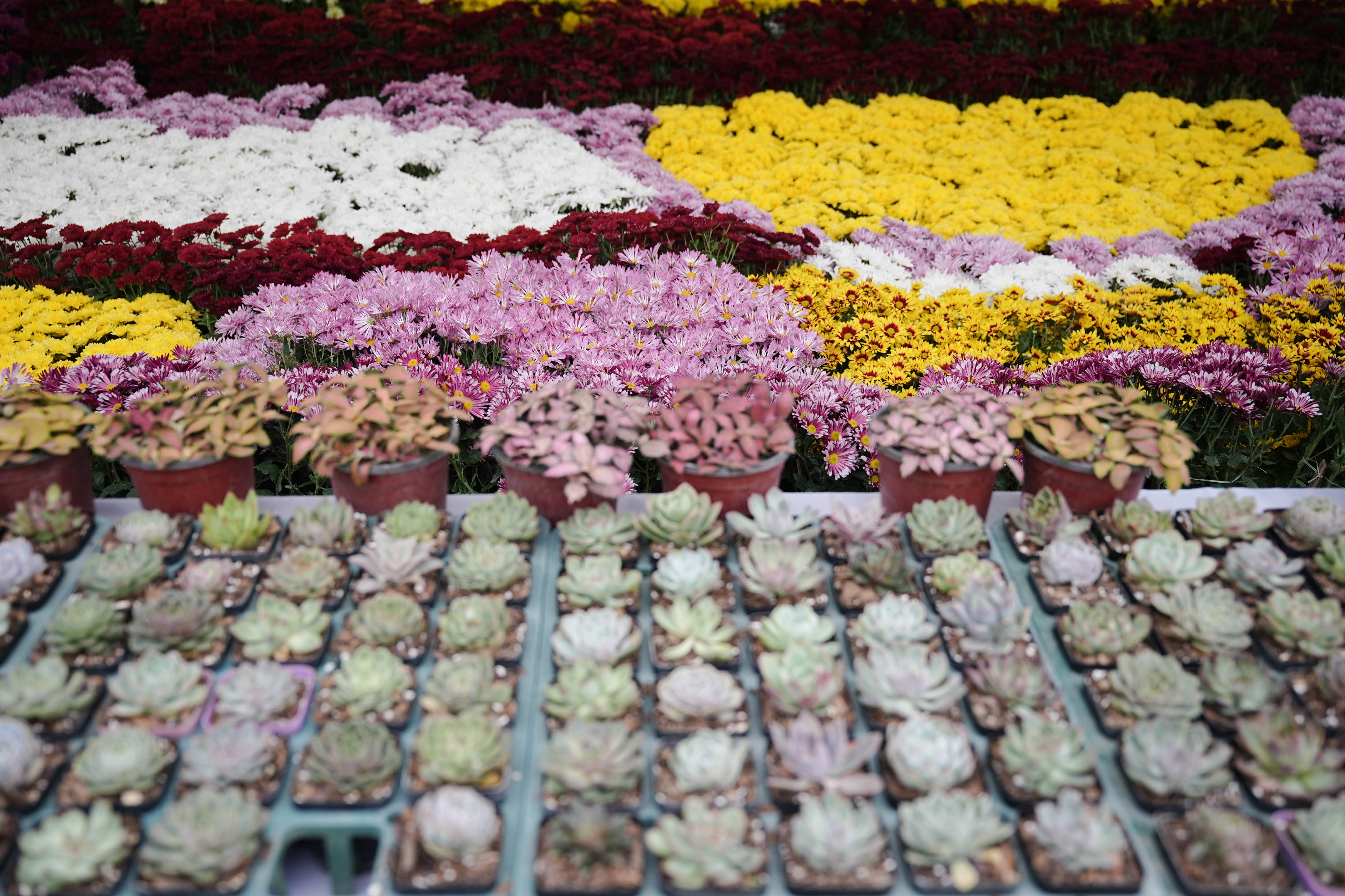 Flora-Expo--2643-1793257261.jpg