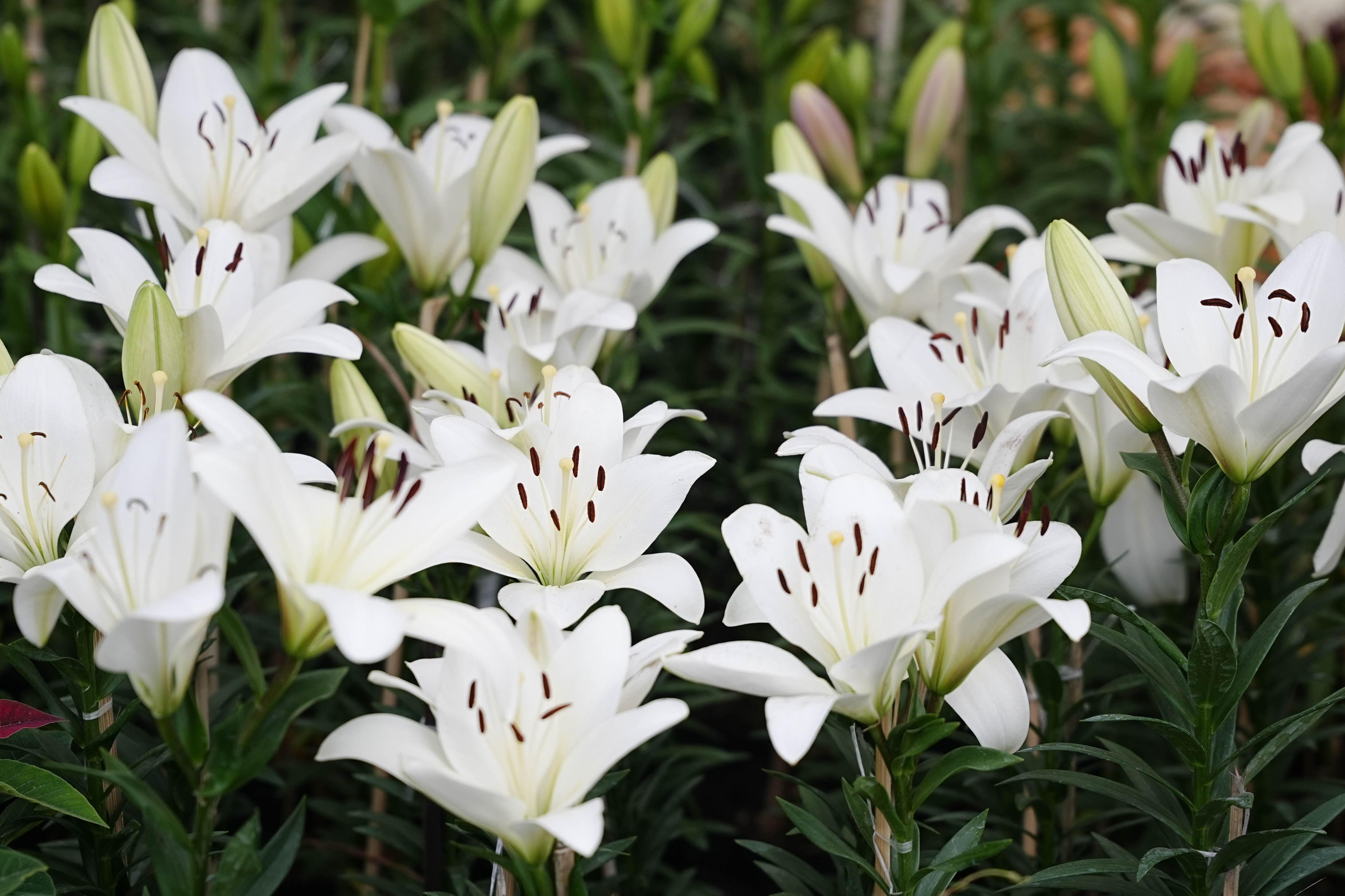 Flora-Expo--2644-1793257263.jpg