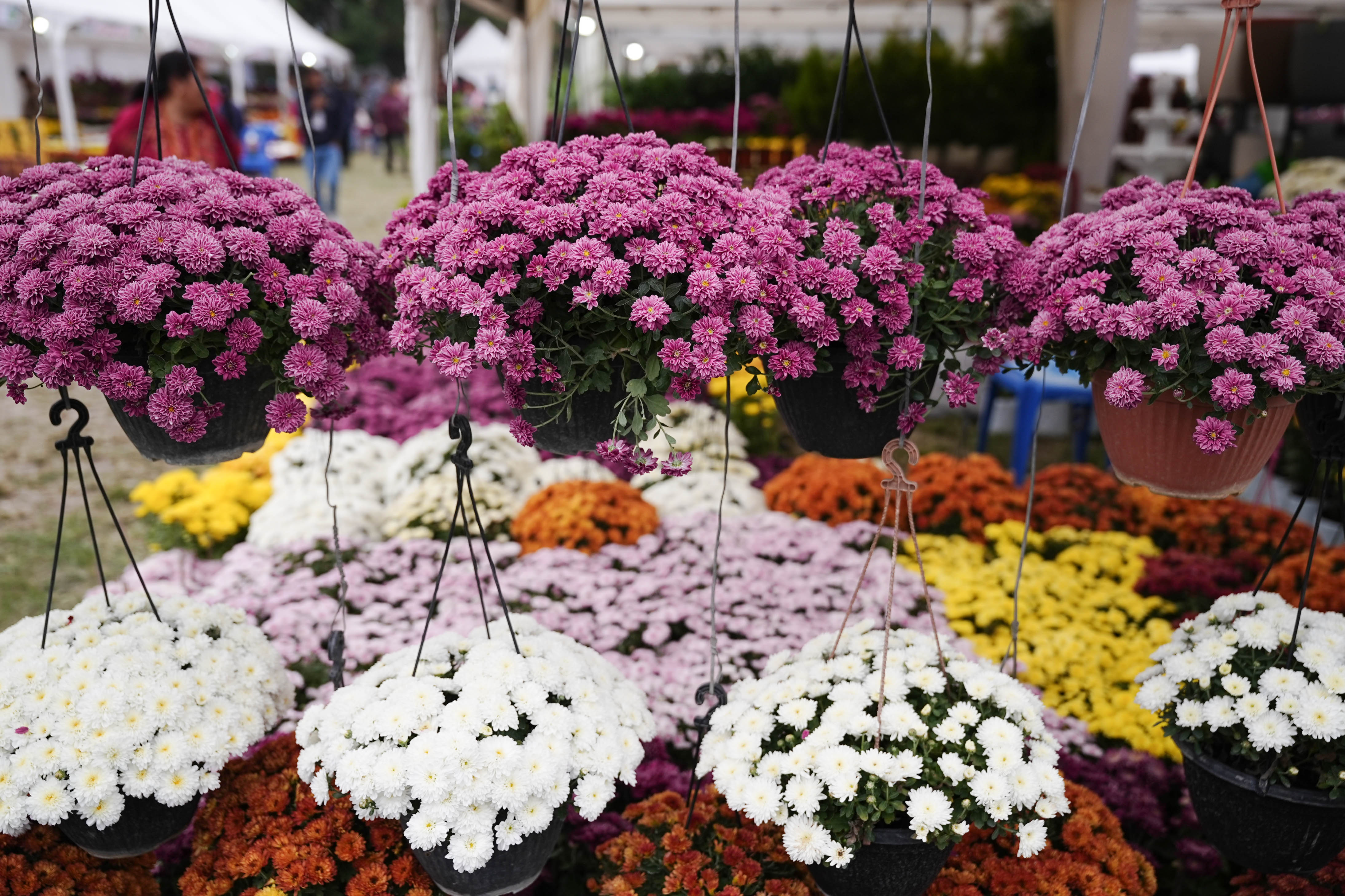 Flora-Expo--2645-1793257265.jpg