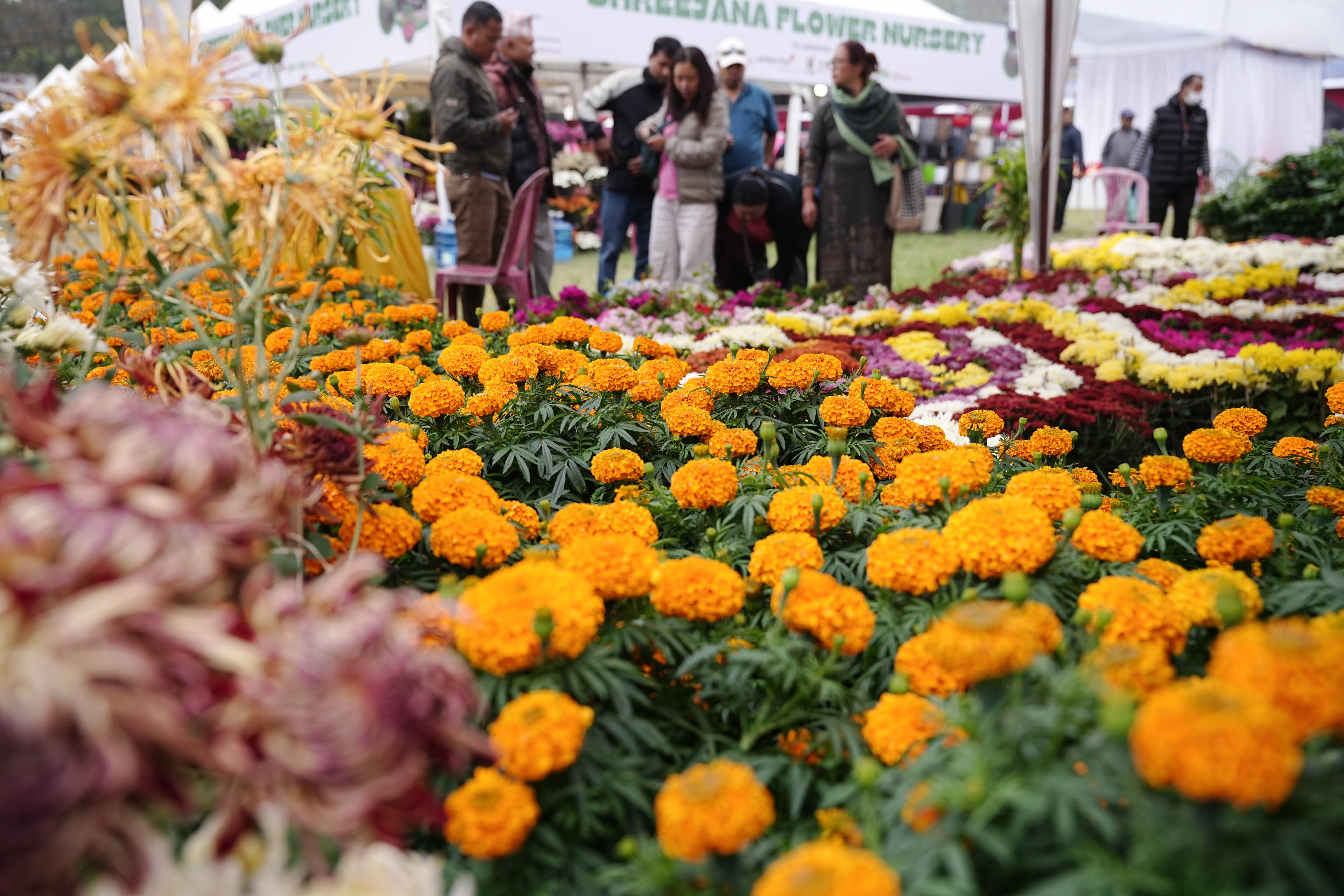 Flora-Expo--2649-1793257271.jpg