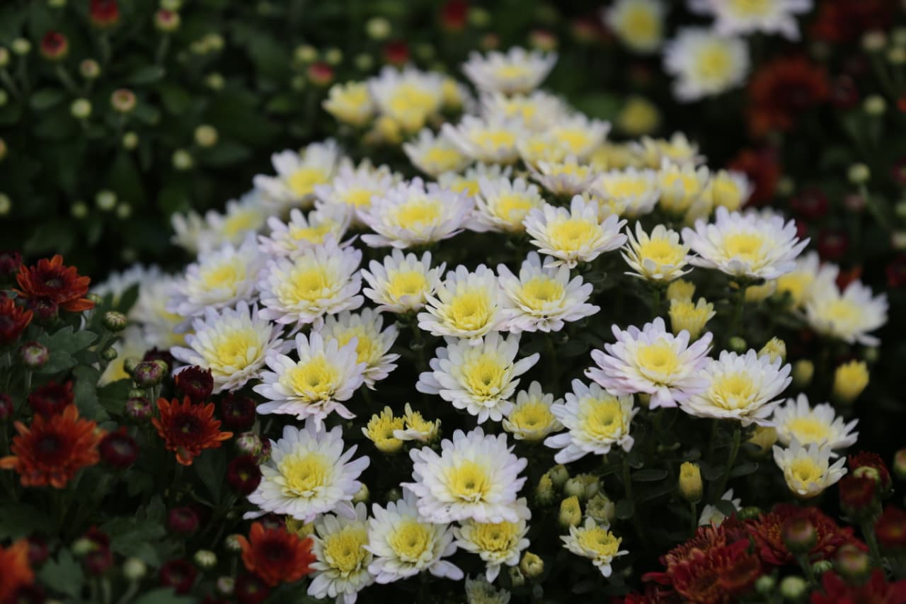 Flora-expo_NPL-(11)-1760426654.jpeg