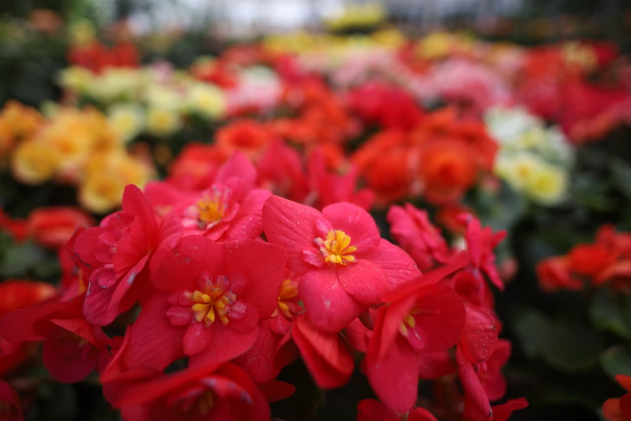 Flora-expo_NPL-(6)-1760426655.jpeg