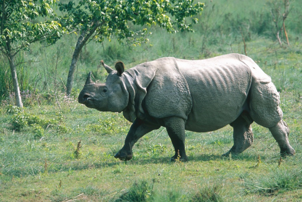 आहारको अभावमा बस्ती पस्छन् गैँडा