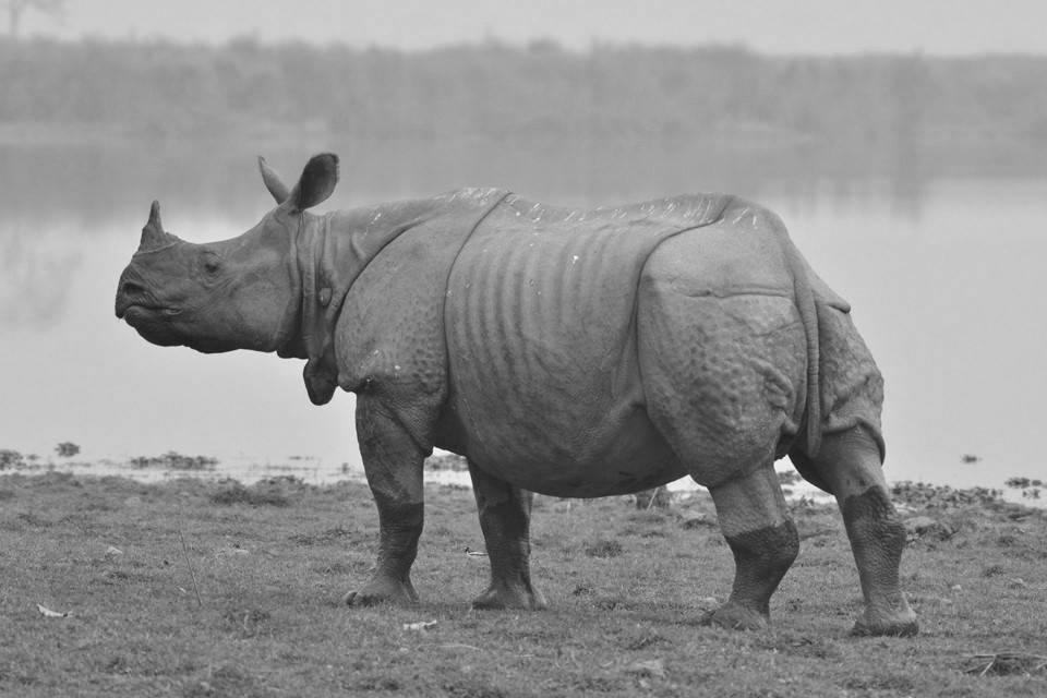 एकसिङे गैँडाको अवसान (कविता)