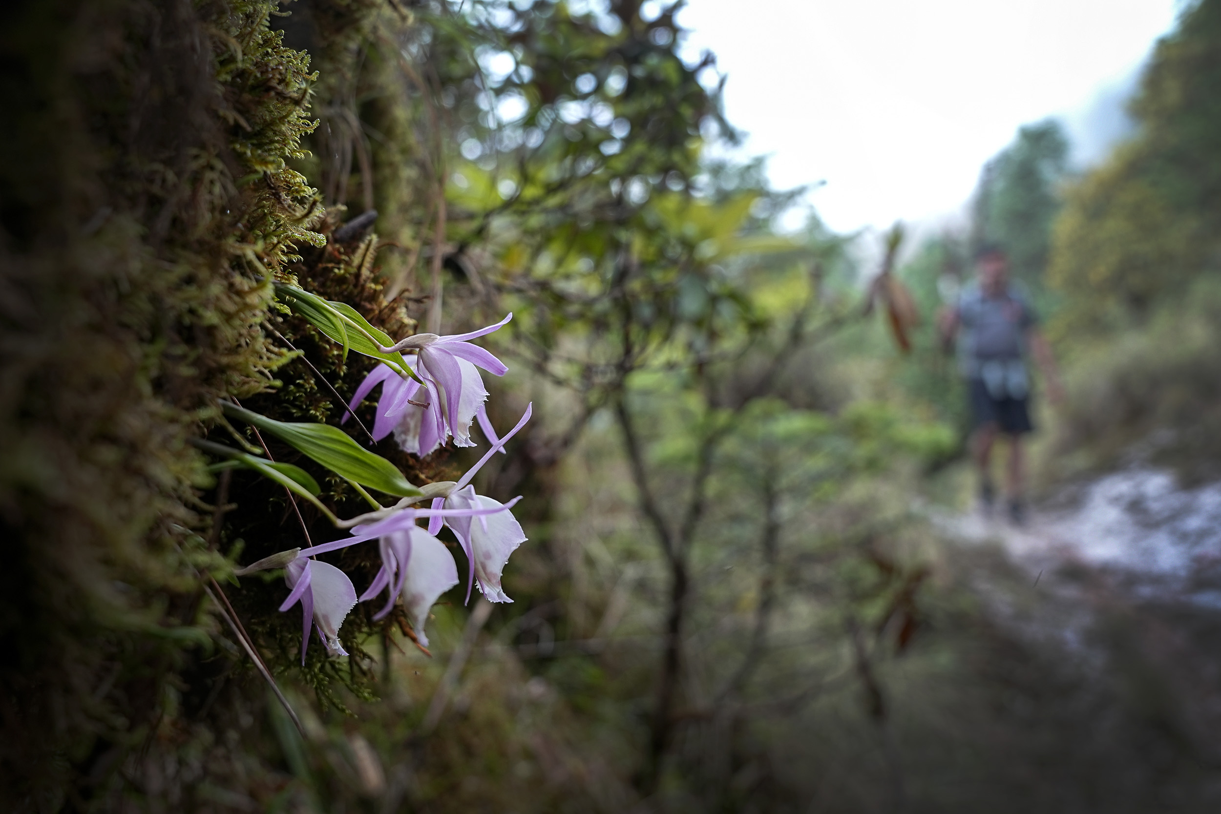 Ghopteghyang-to-Thorepati_Hiking_NPL-PCT_-(16)-1782532565.JPG